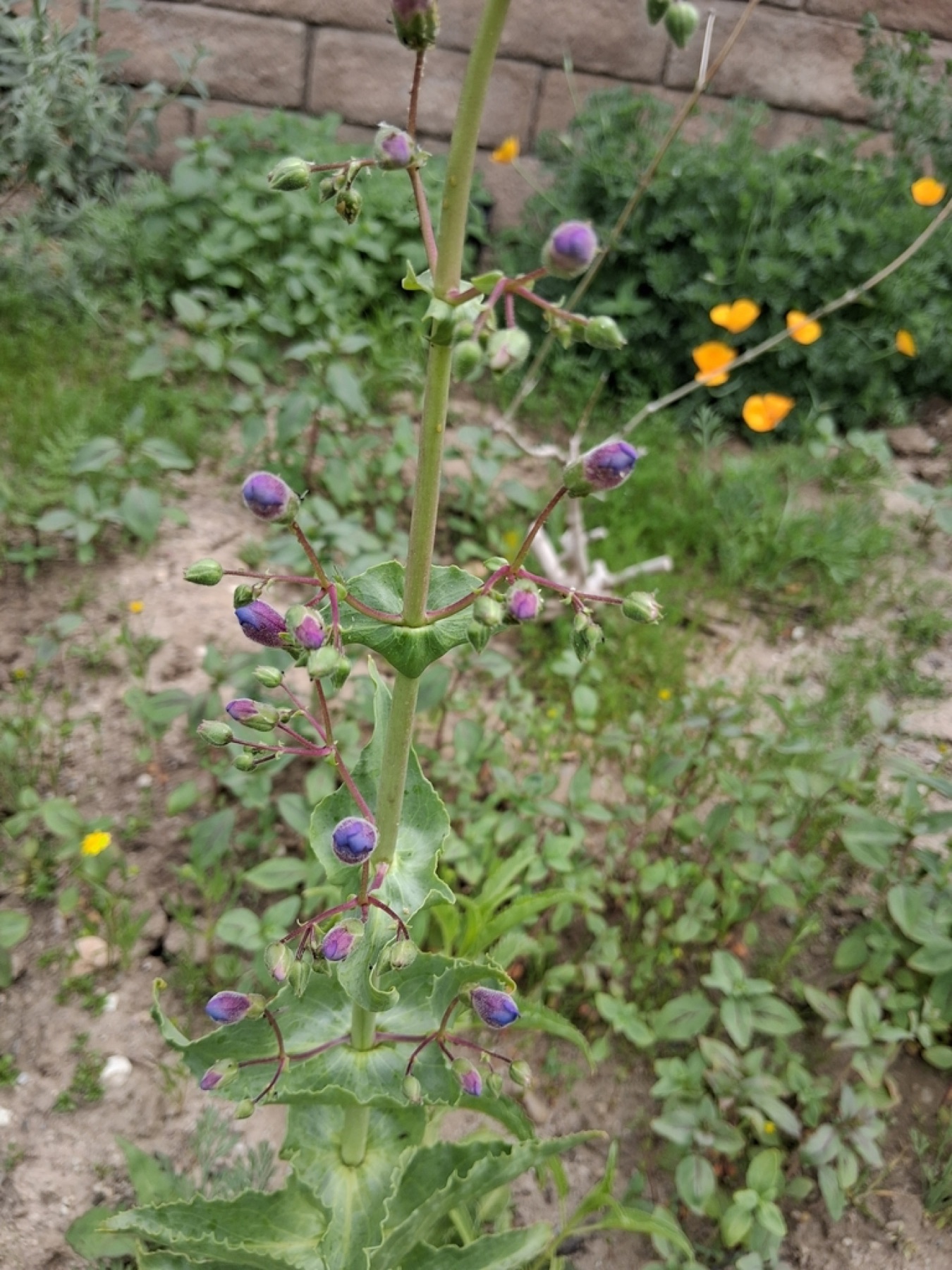 Showy Penstemon — photo 7