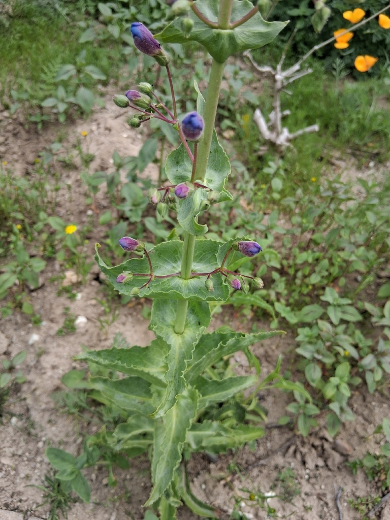 Showy Penstemon — photo 8