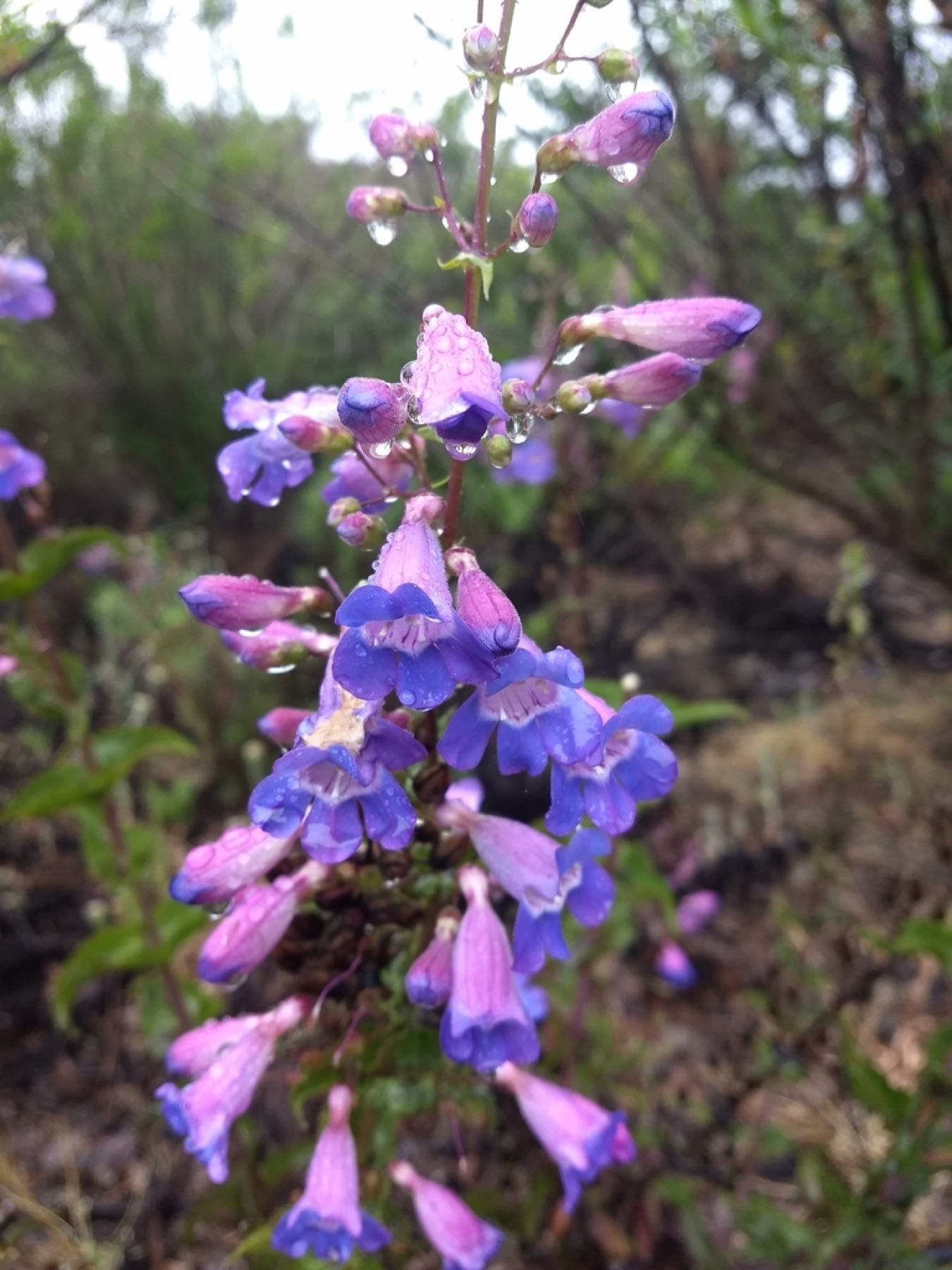 Showy Penstemon — photo 9