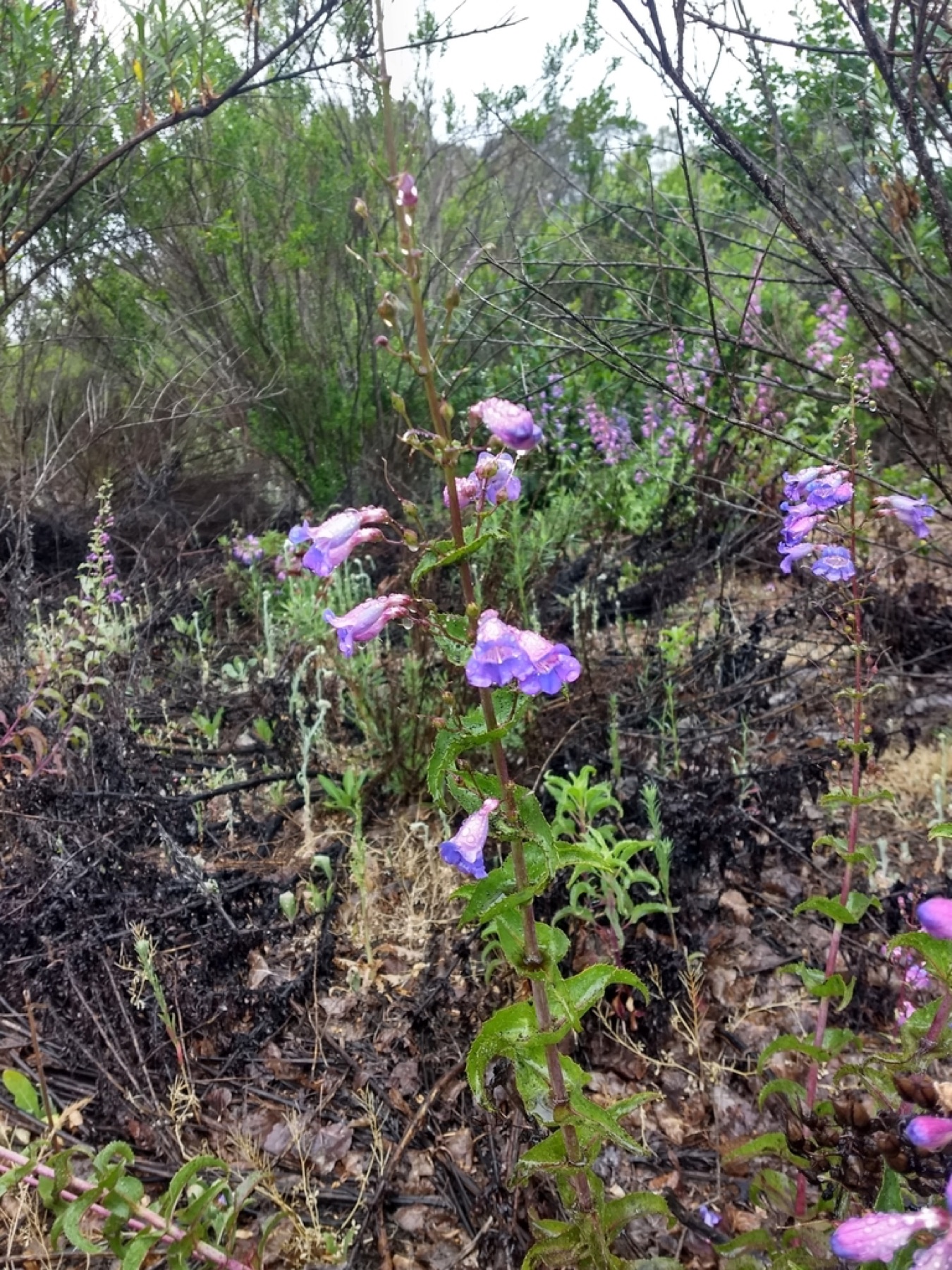 Showy Penstemon — photo 10