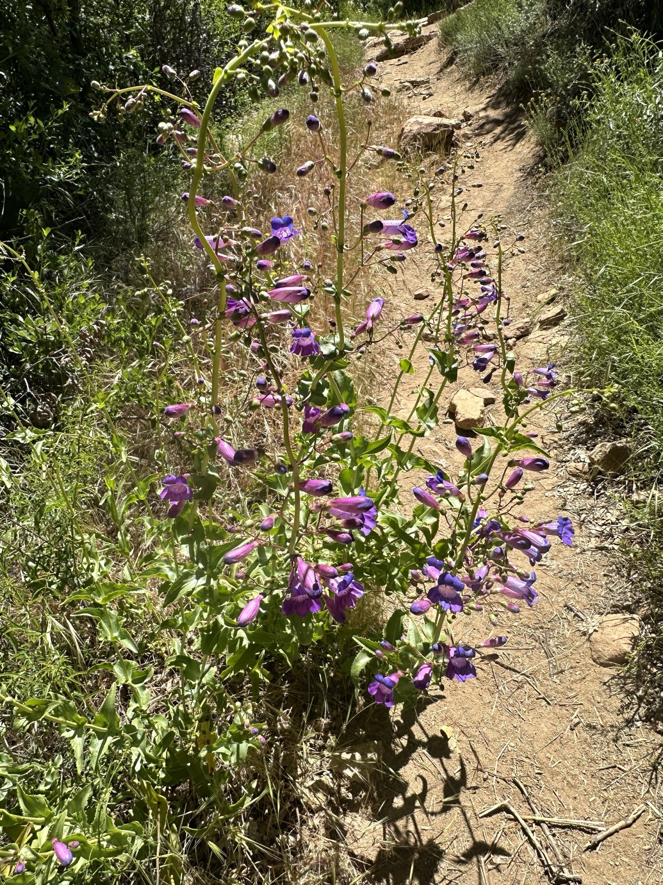 Showy Penstemon — photo 11