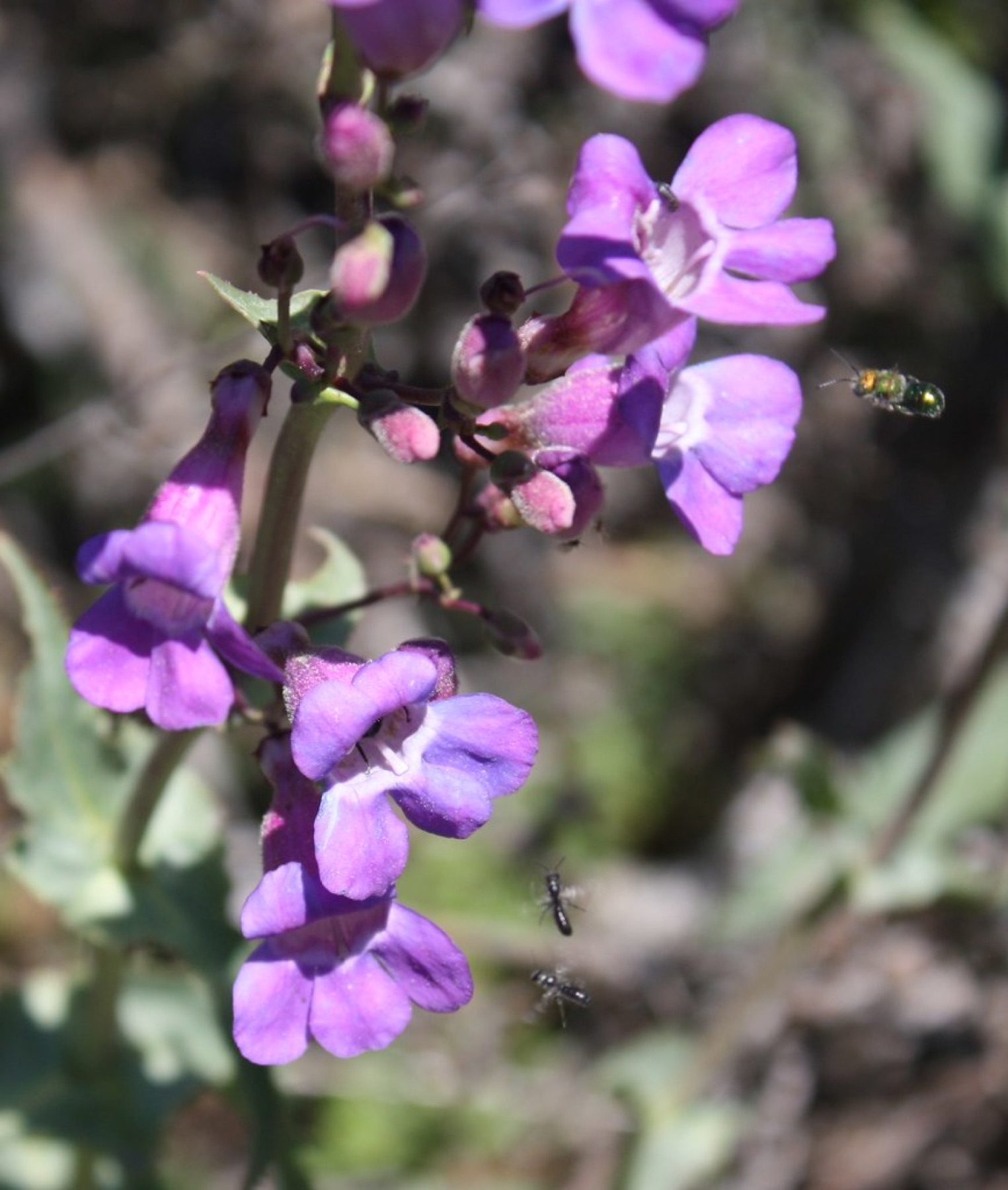 Showy Penstemon — photo 12