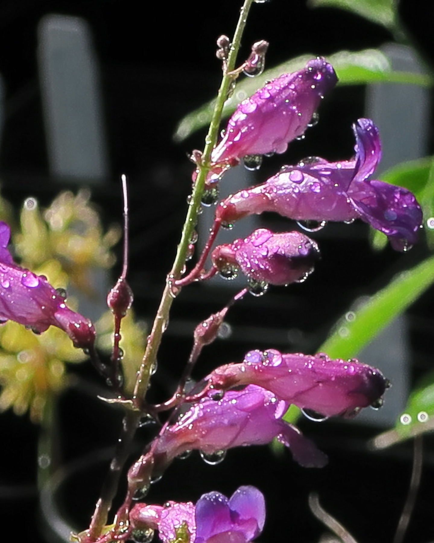 Showy Penstemon — photo 13