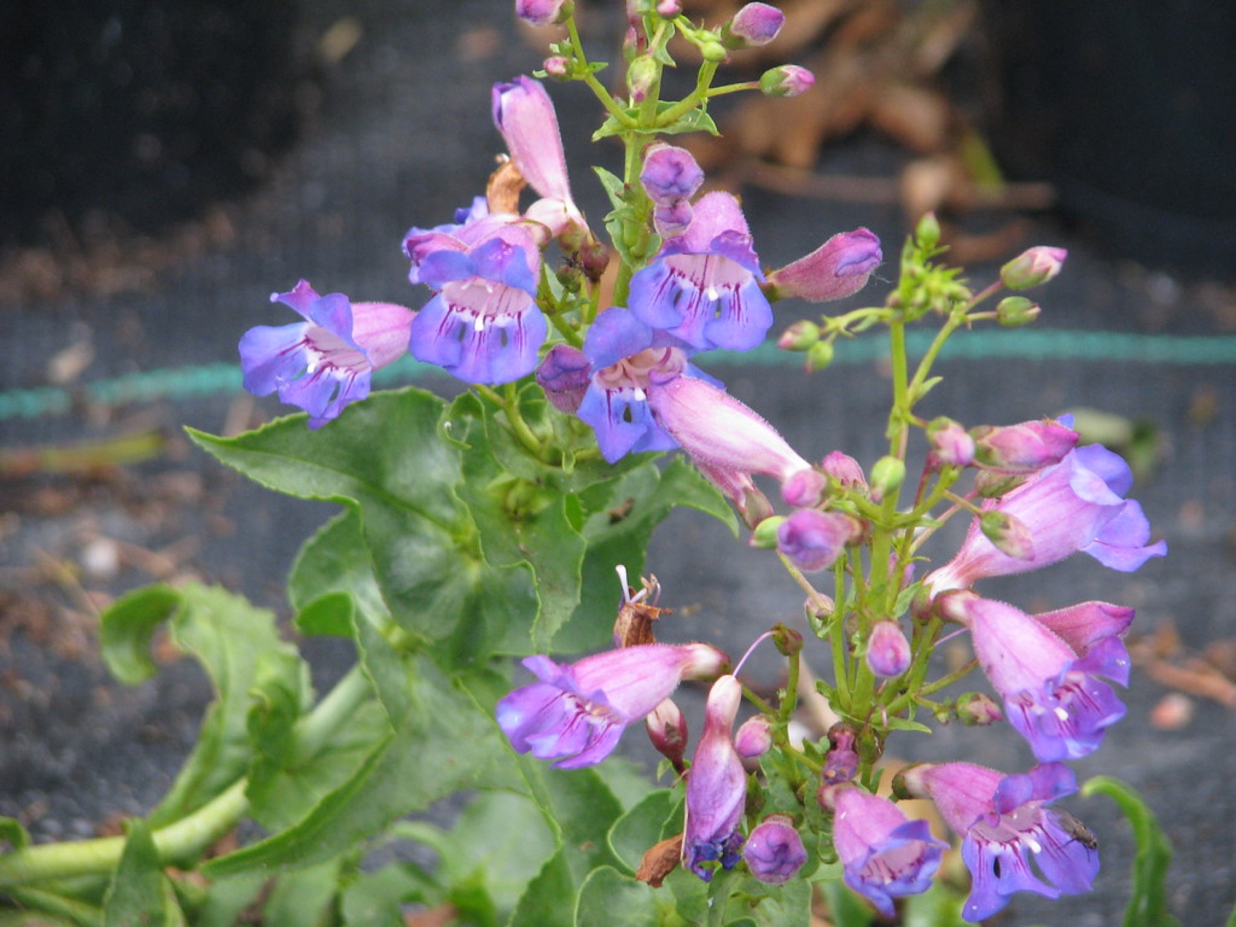 Showy Penstemon — photo 14