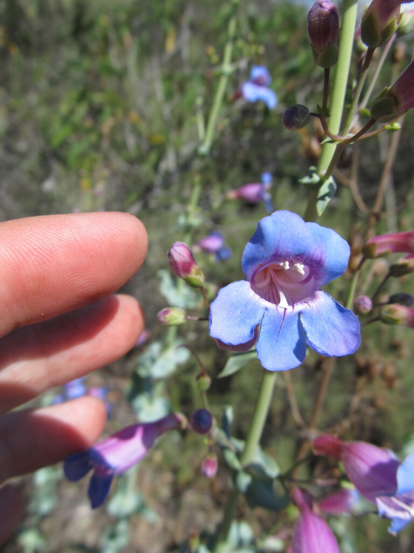 Showy Penstemon — photo 15
