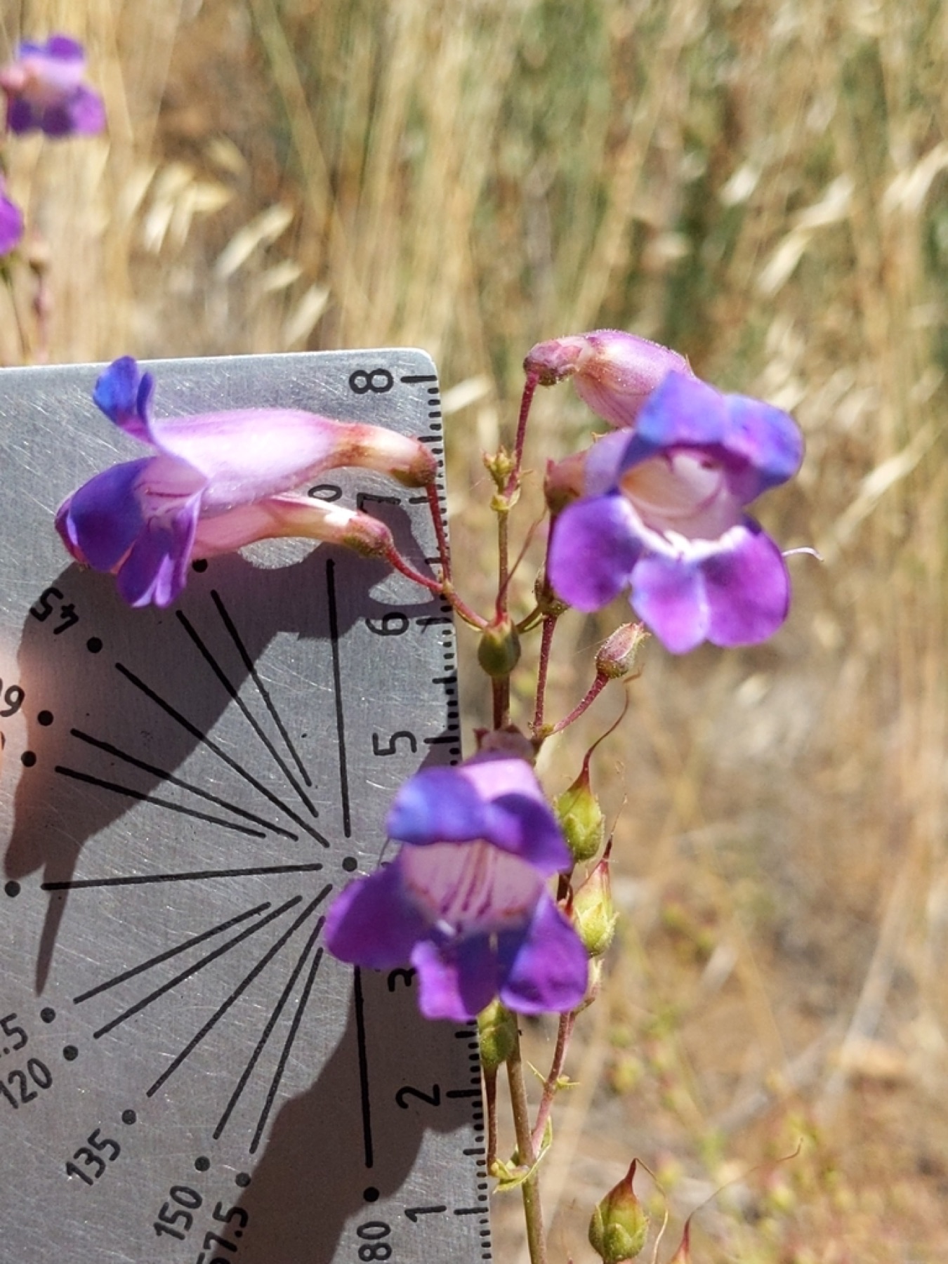 Showy Penstemon — photo 16