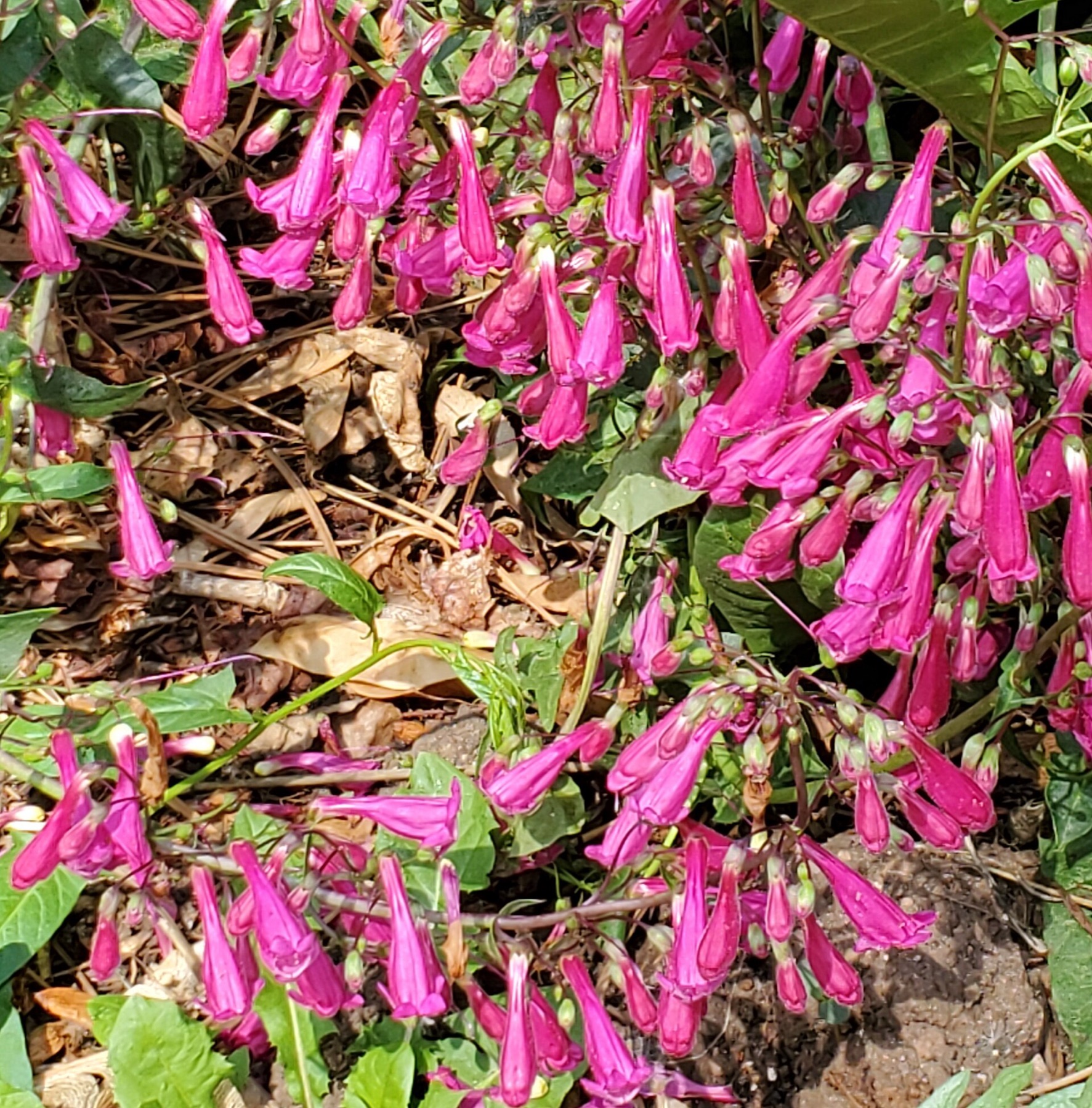 Showy Penstemon — photo 17