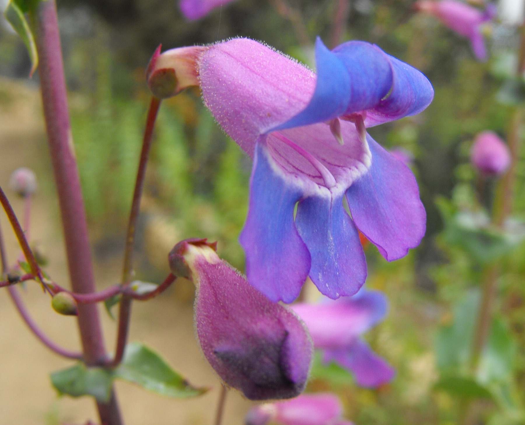 Showy Penstemon — photo 18