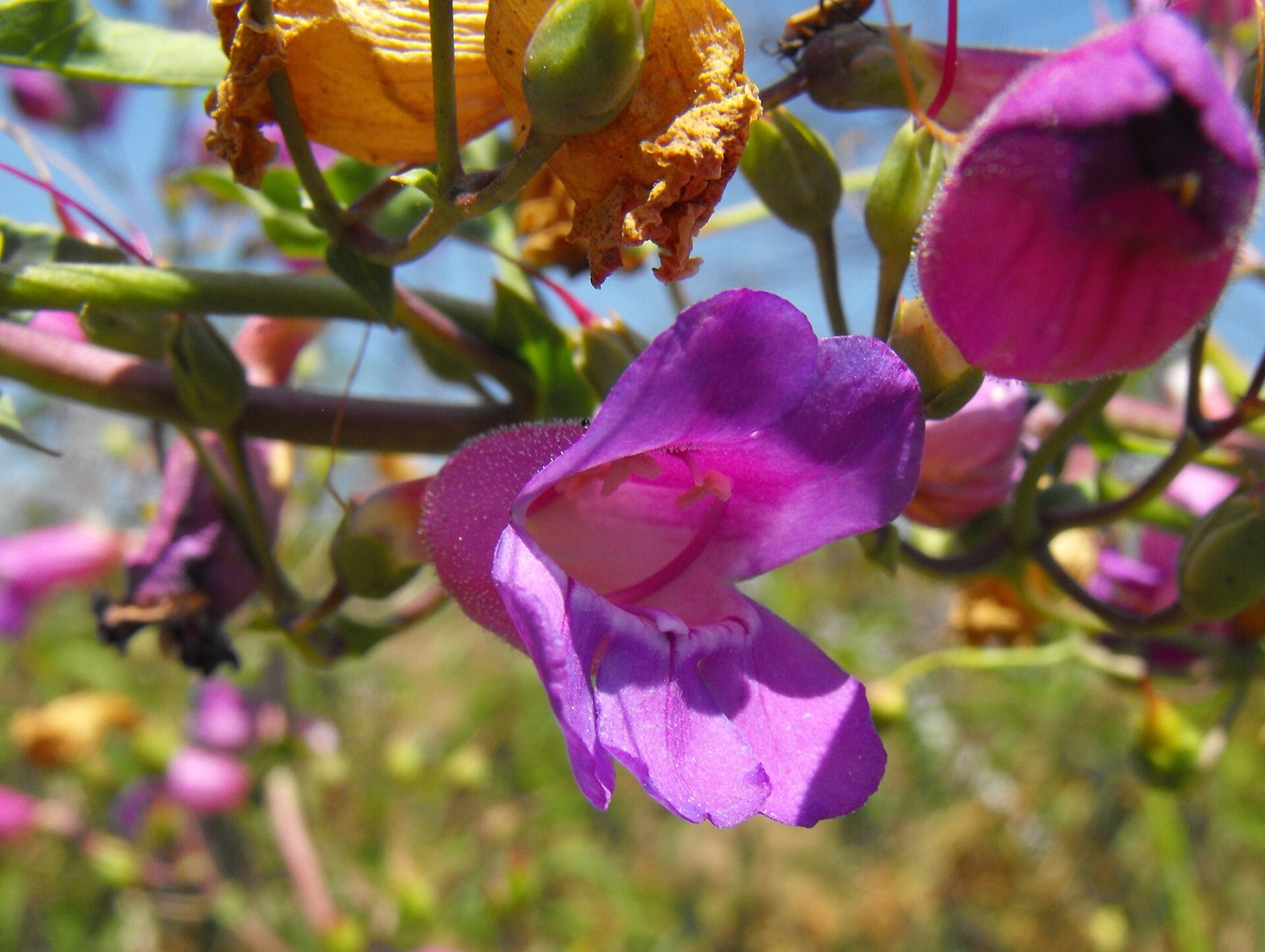 Showy Penstemon — photo 19
