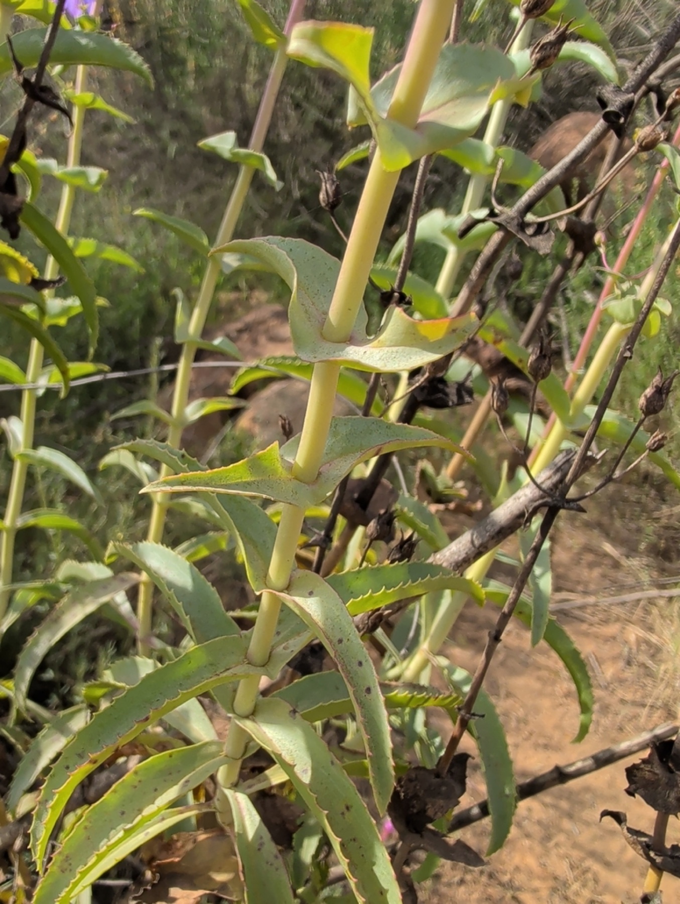 Showy Penstemon — photo 20