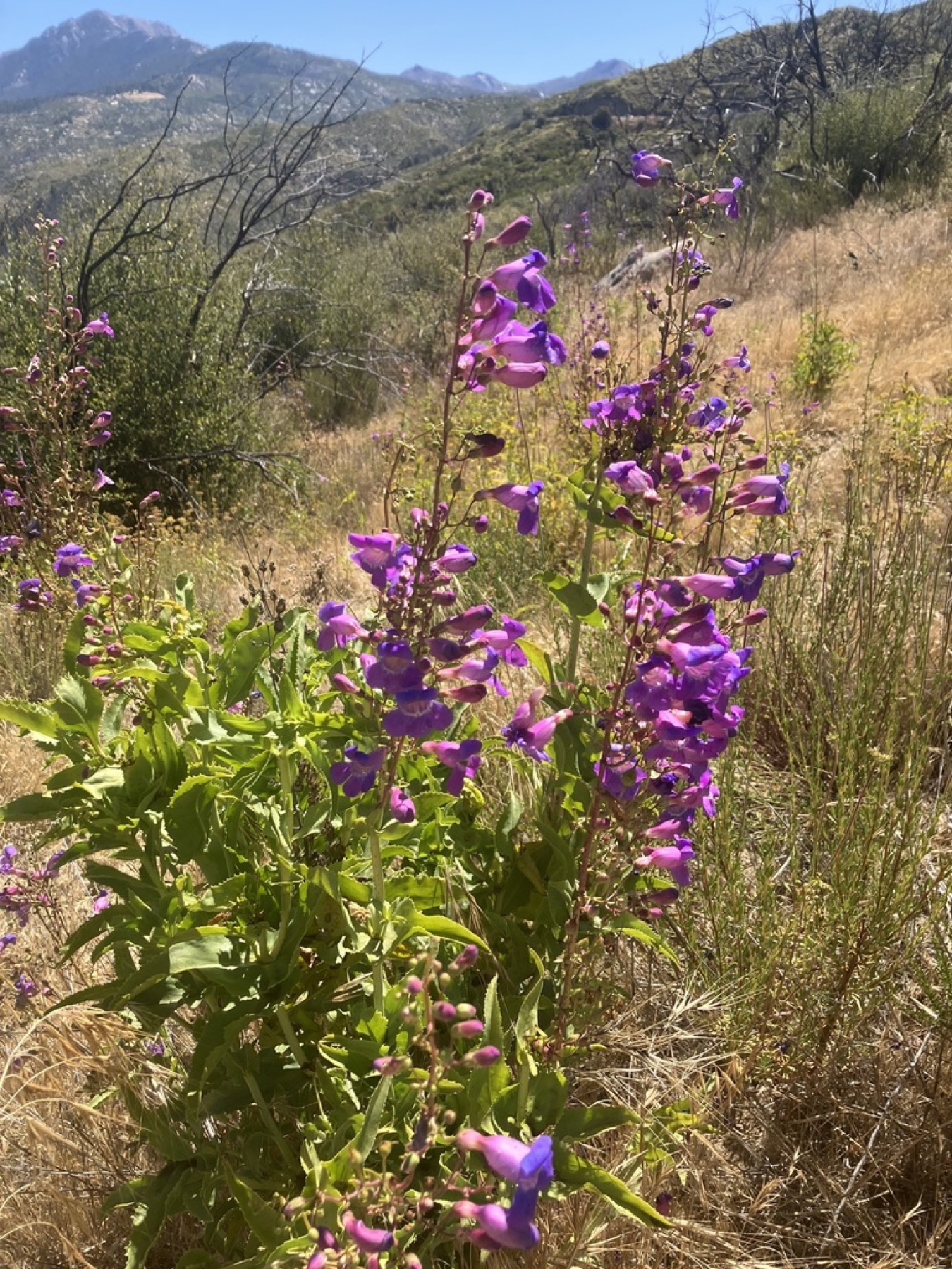 Showy Penstemon — photo 21