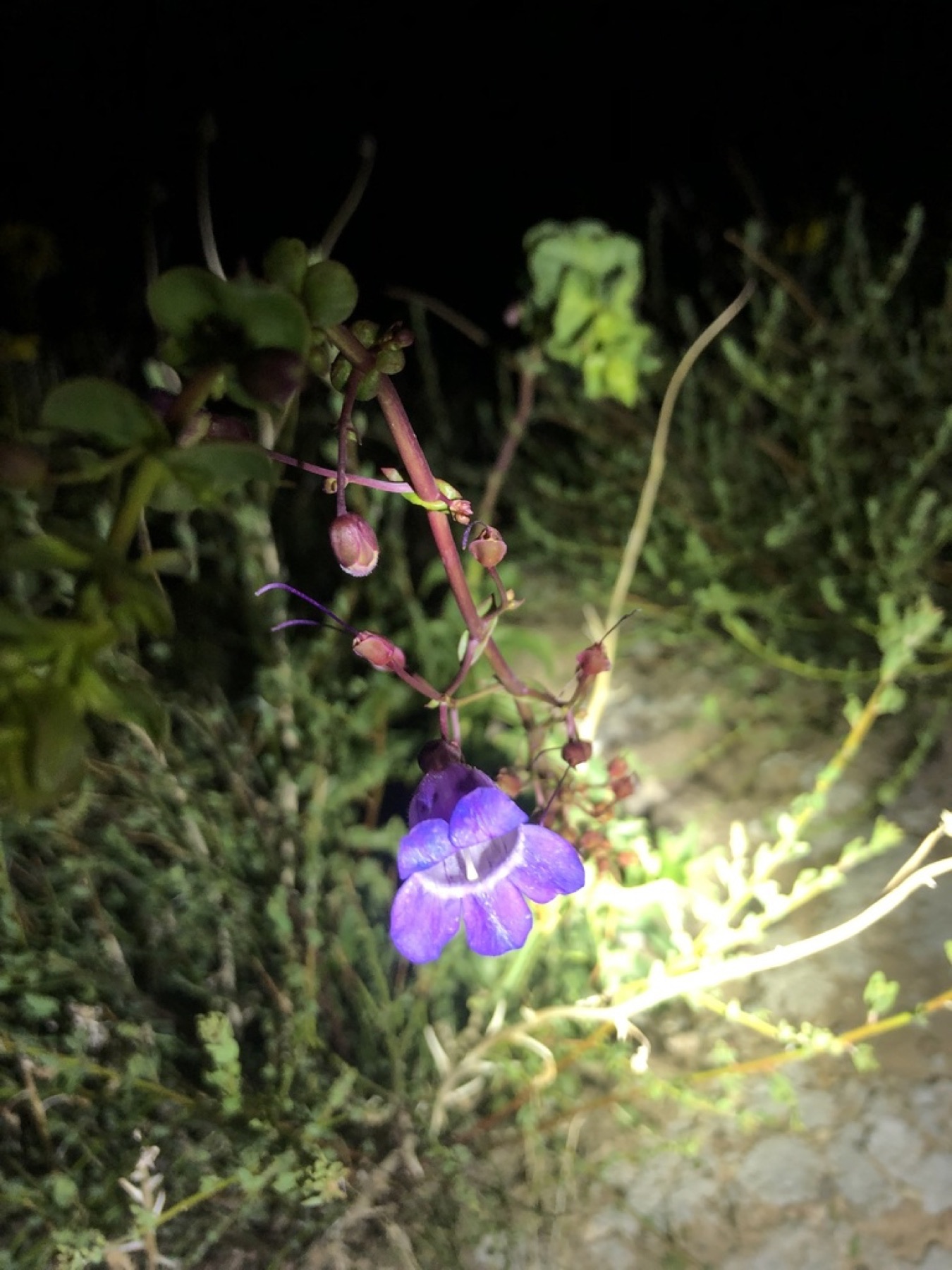 Showy Penstemon — photo 22