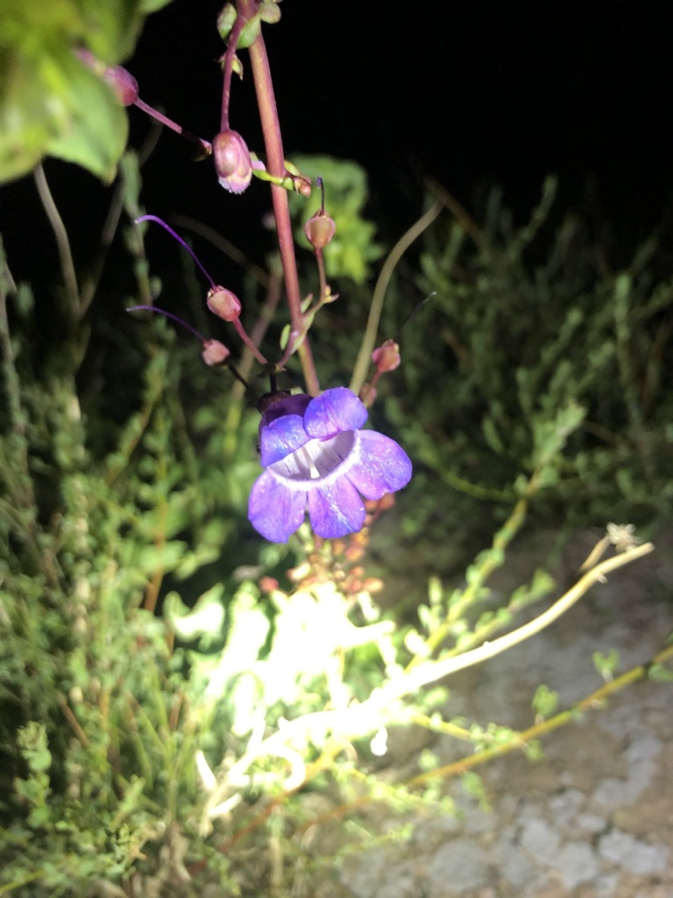 Showy Penstemon — photo 23