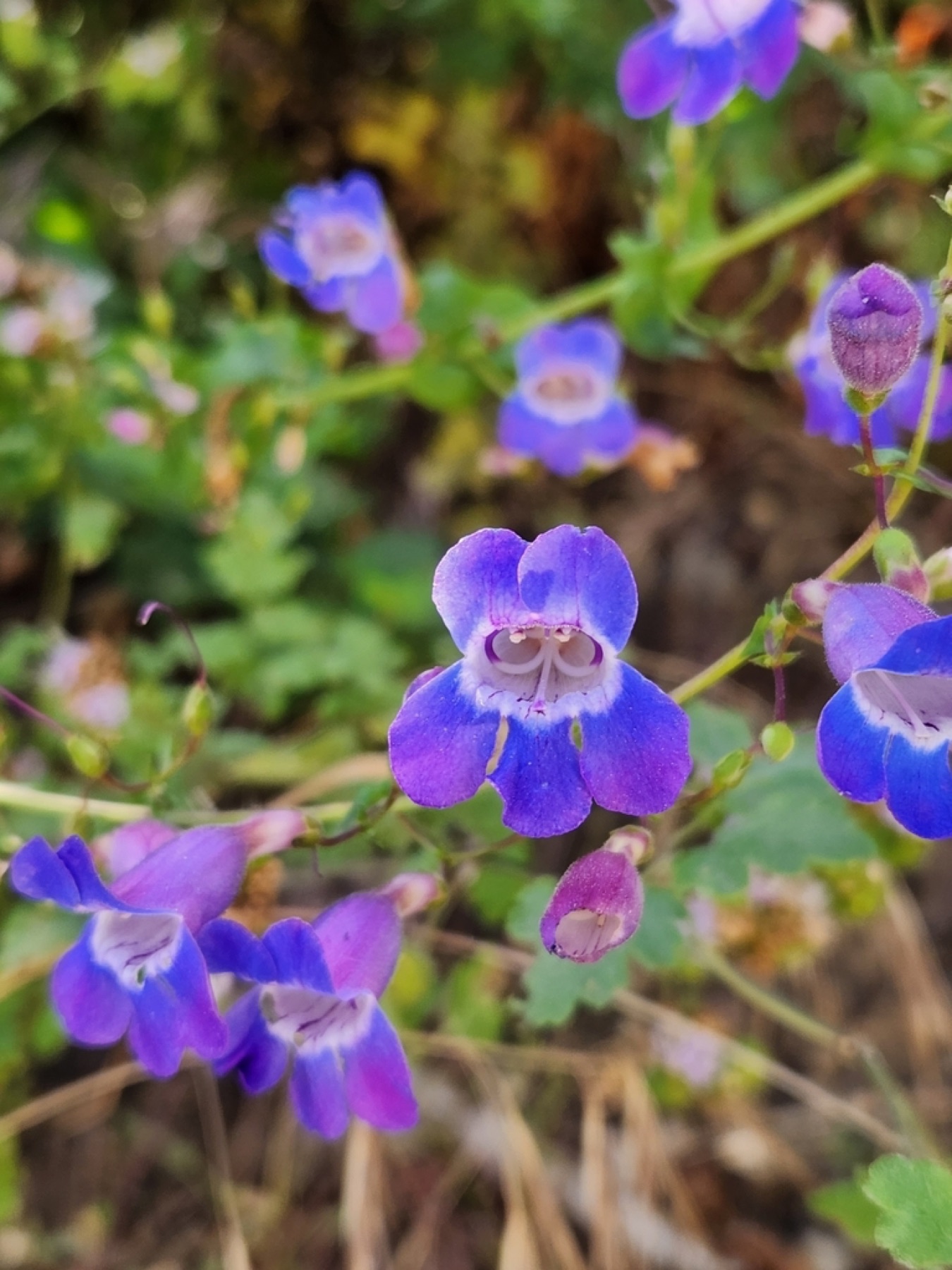 Showy Penstemon — photo 24