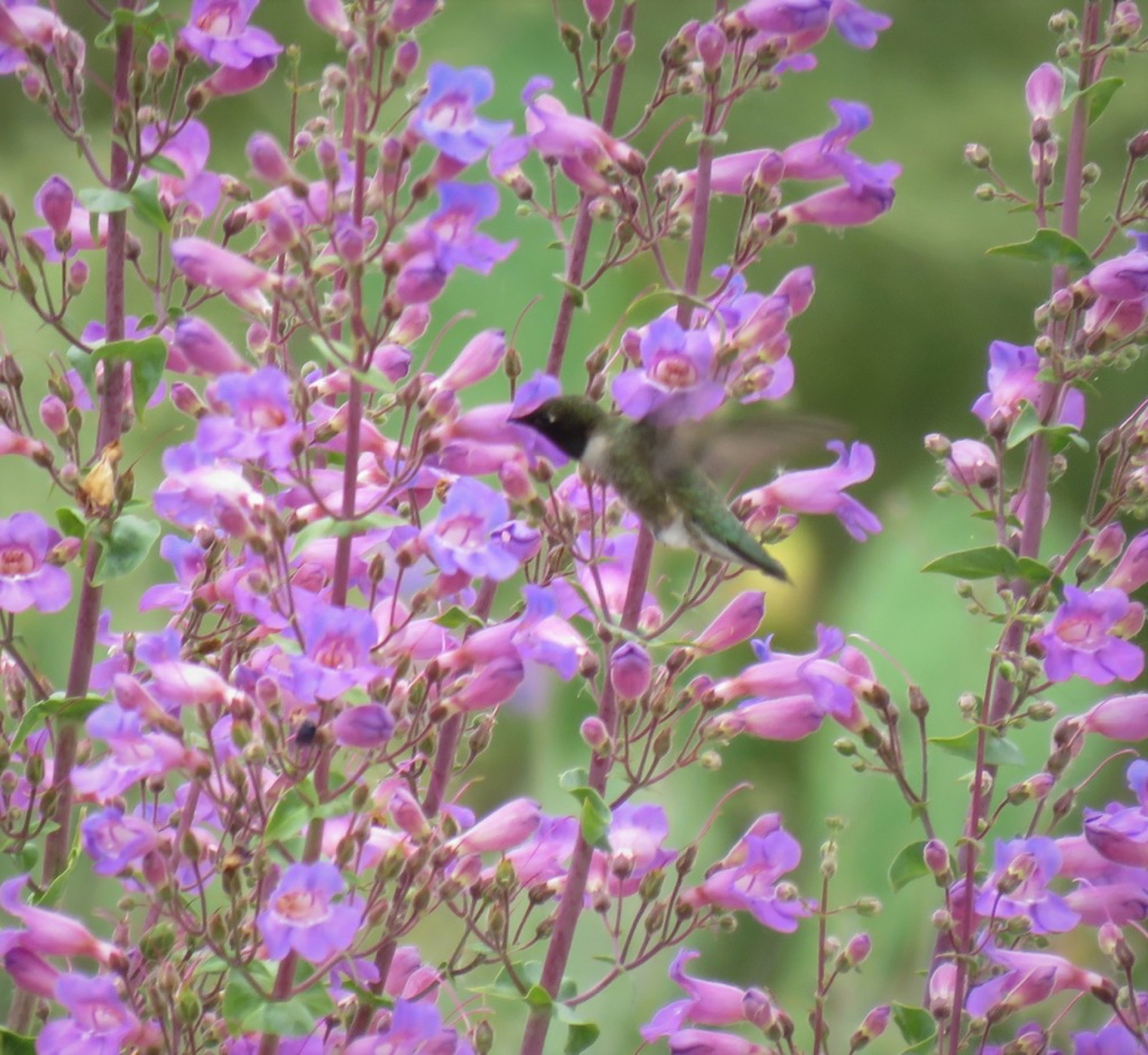 Showy Penstemon