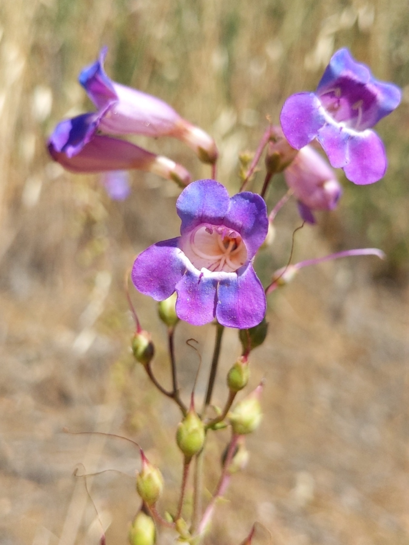 Showy Penstemon — photo 2