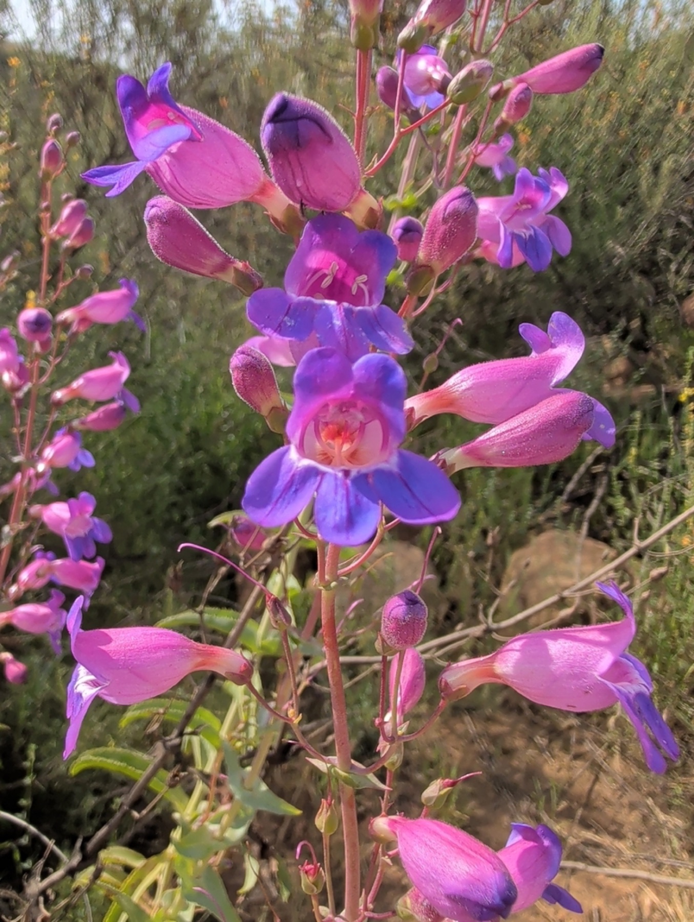 Showy Penstemon — photo 3