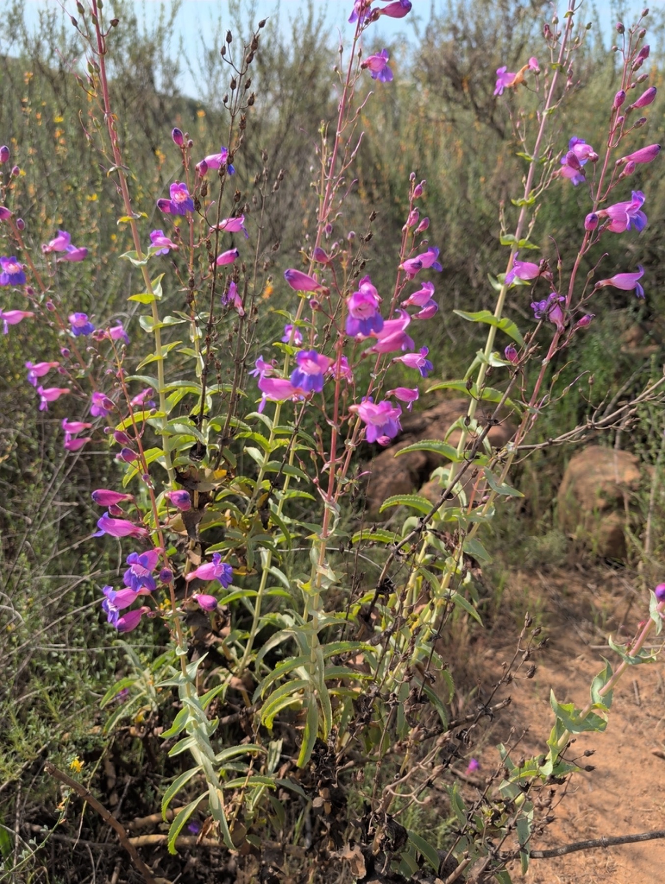 Showy Penstemon — photo 4