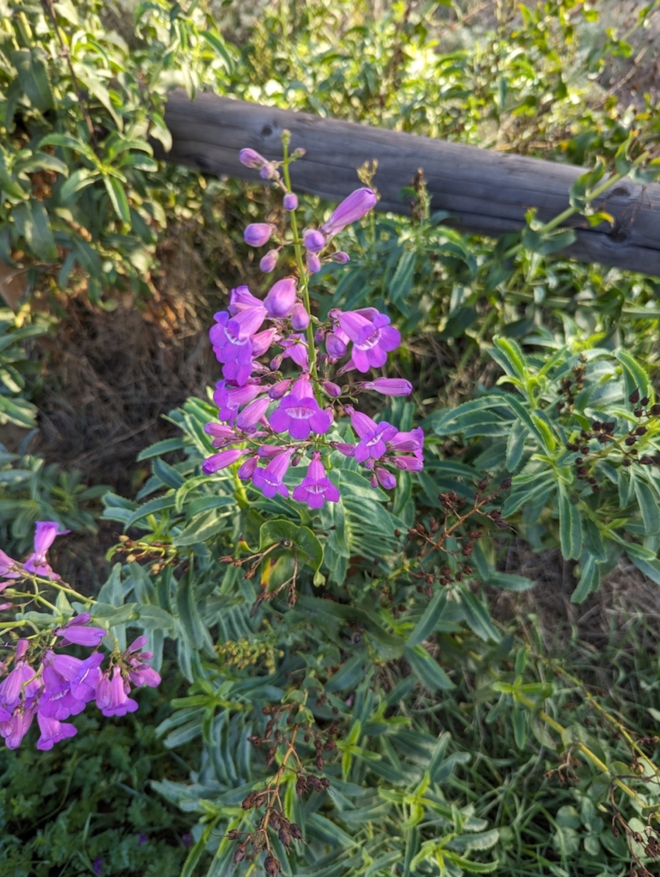 Showy Penstemon — photo 5