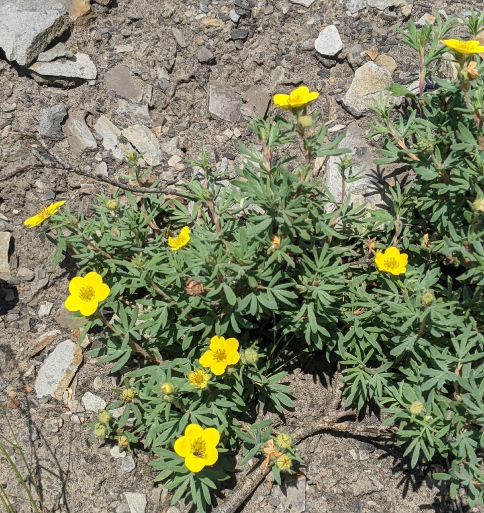 Shrubby Cinquefoil