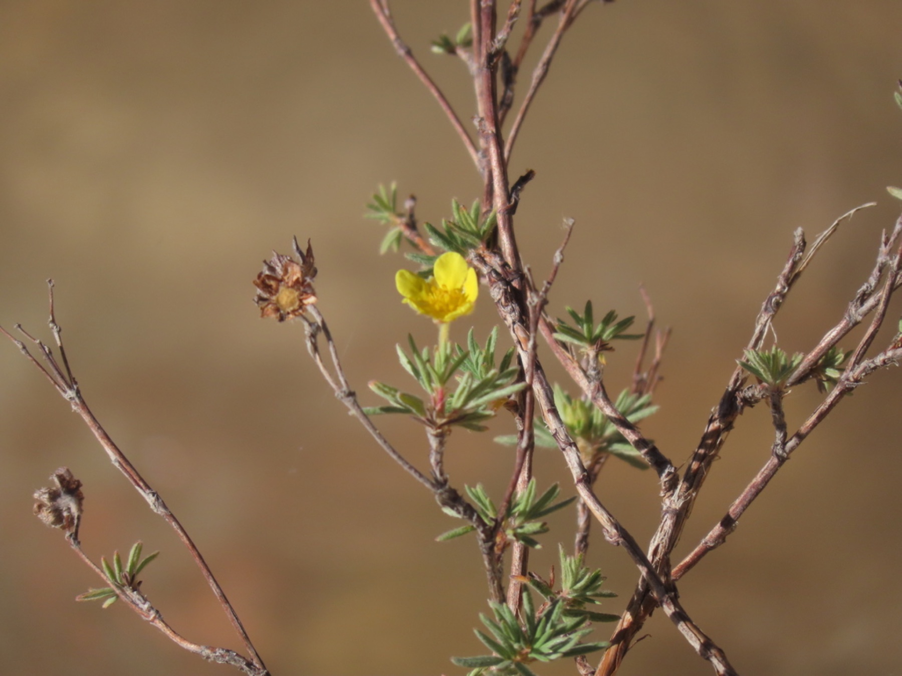 Shrubby Cinquefoil — photo 2