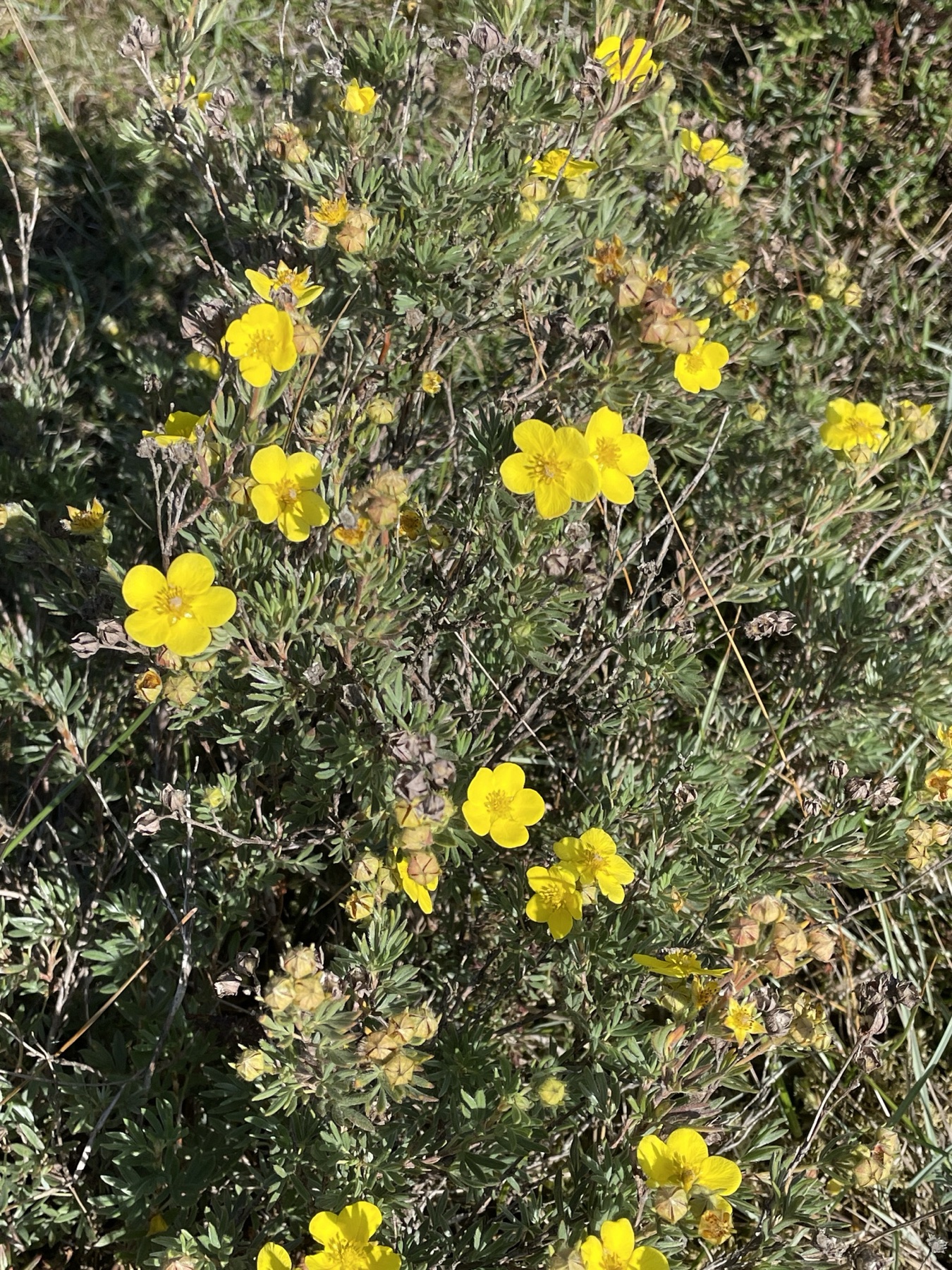 Shrubby Cinquefoil — photo 3