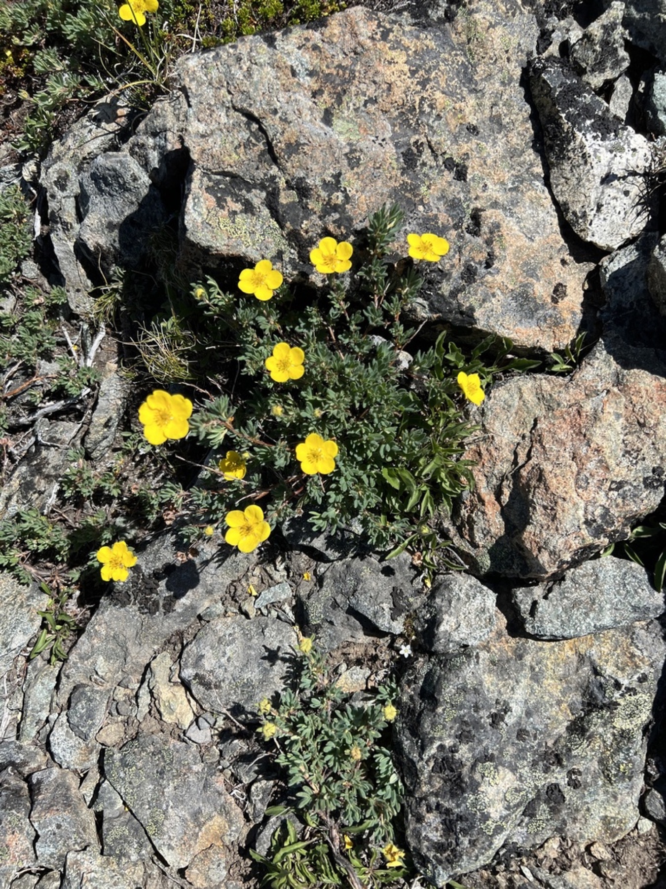 Shrubby Cinquefoil — photo 4