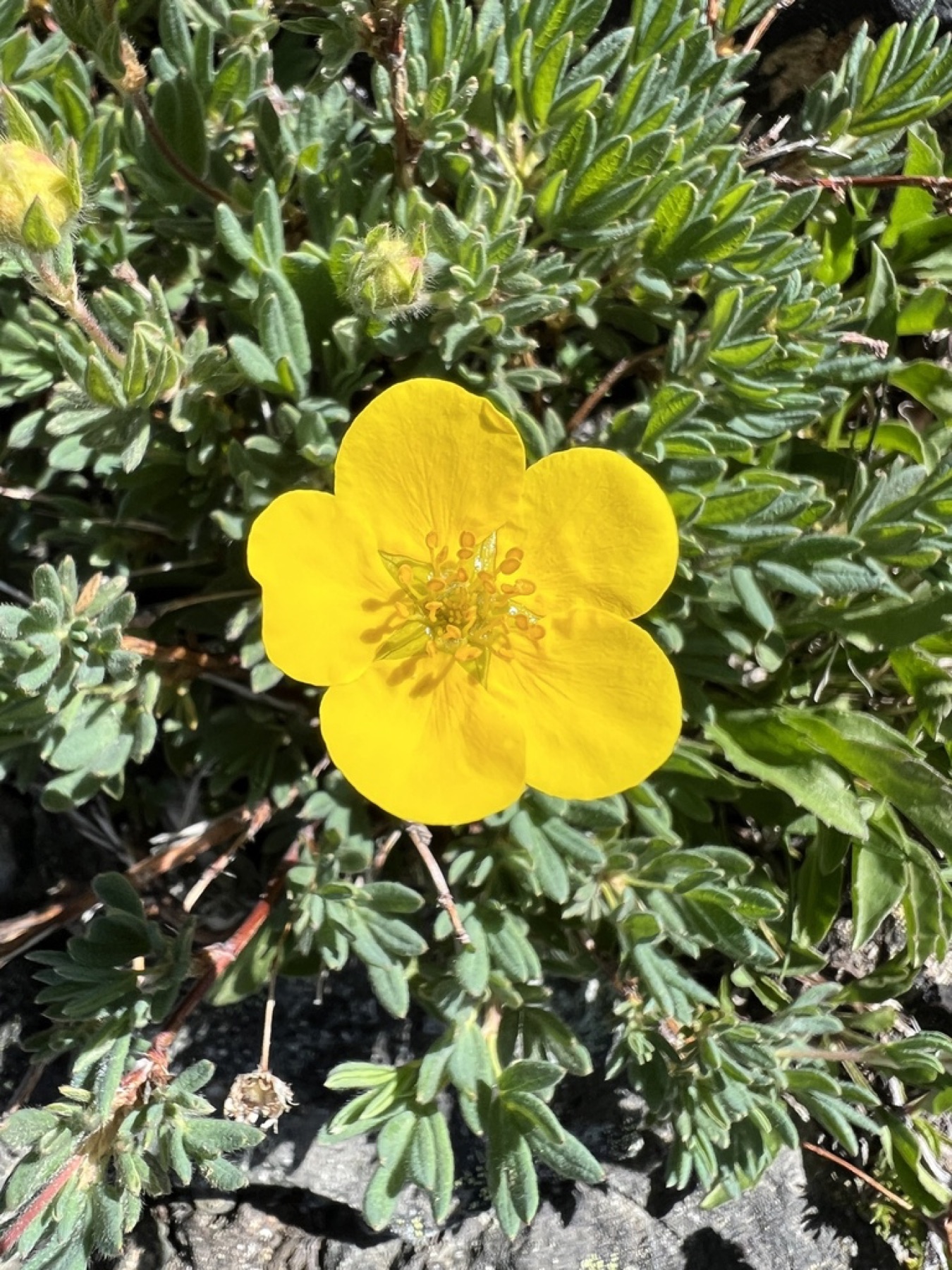 Shrubby Cinquefoil — photo 5