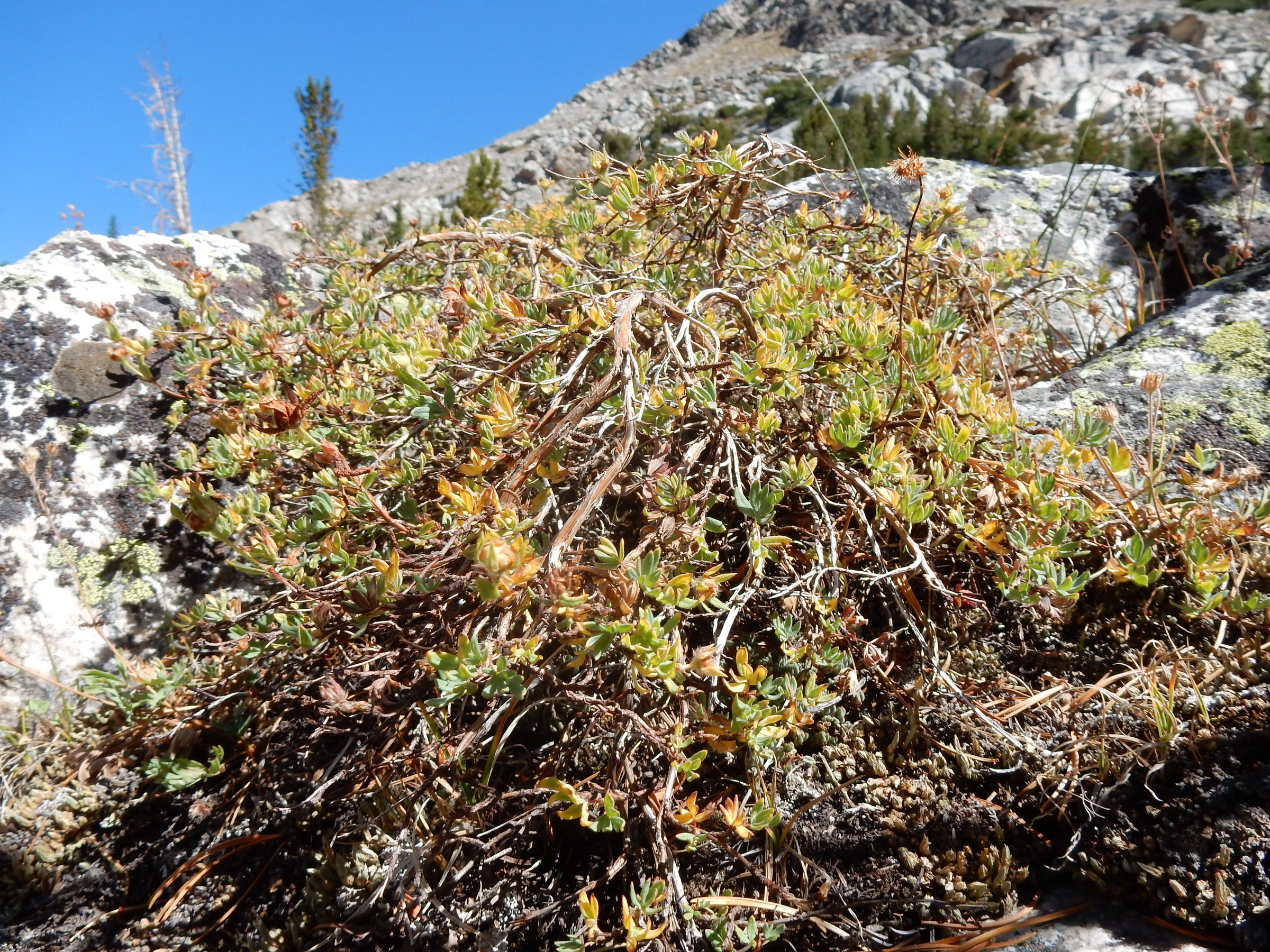 Shrubby Cinquefoil