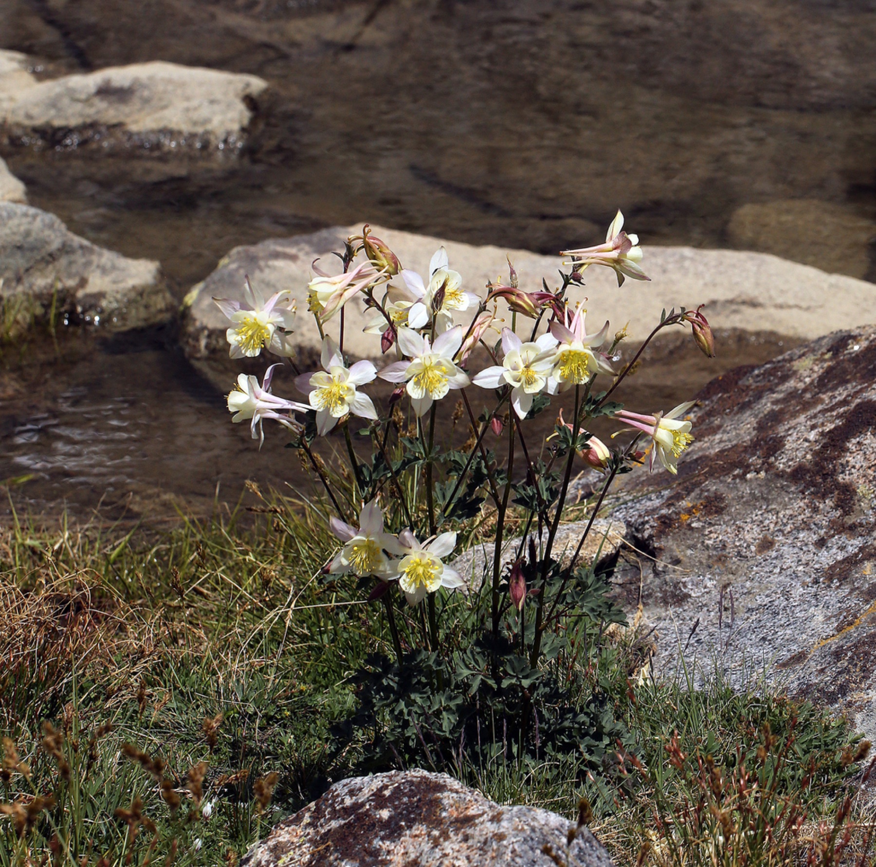 Sierra Columbine — photo 6