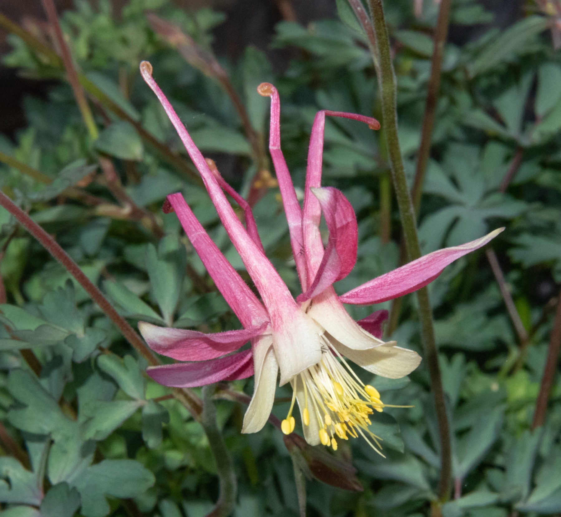 Sierra Columbine — photo 7