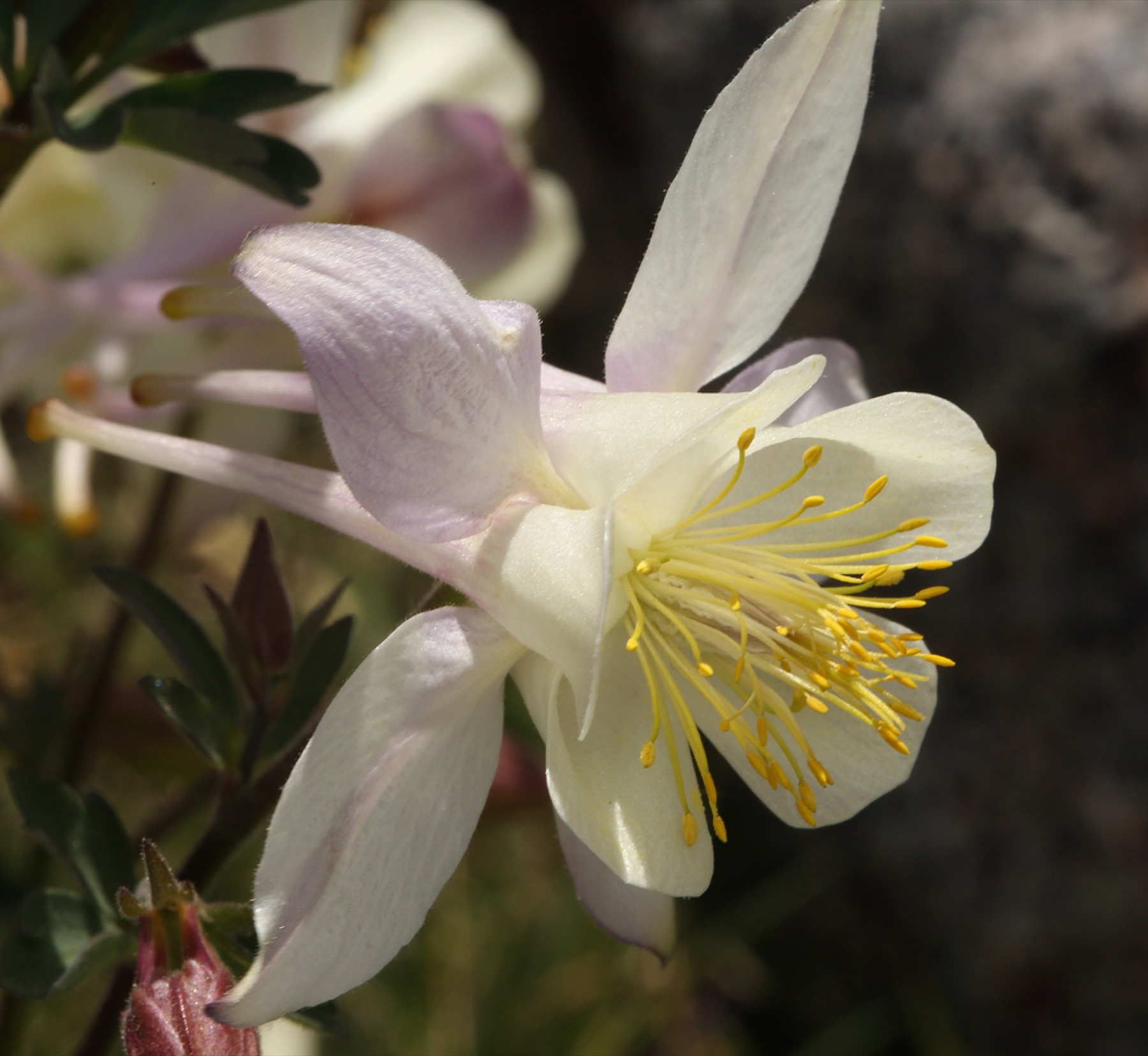 Sierra Columbine — photo 8