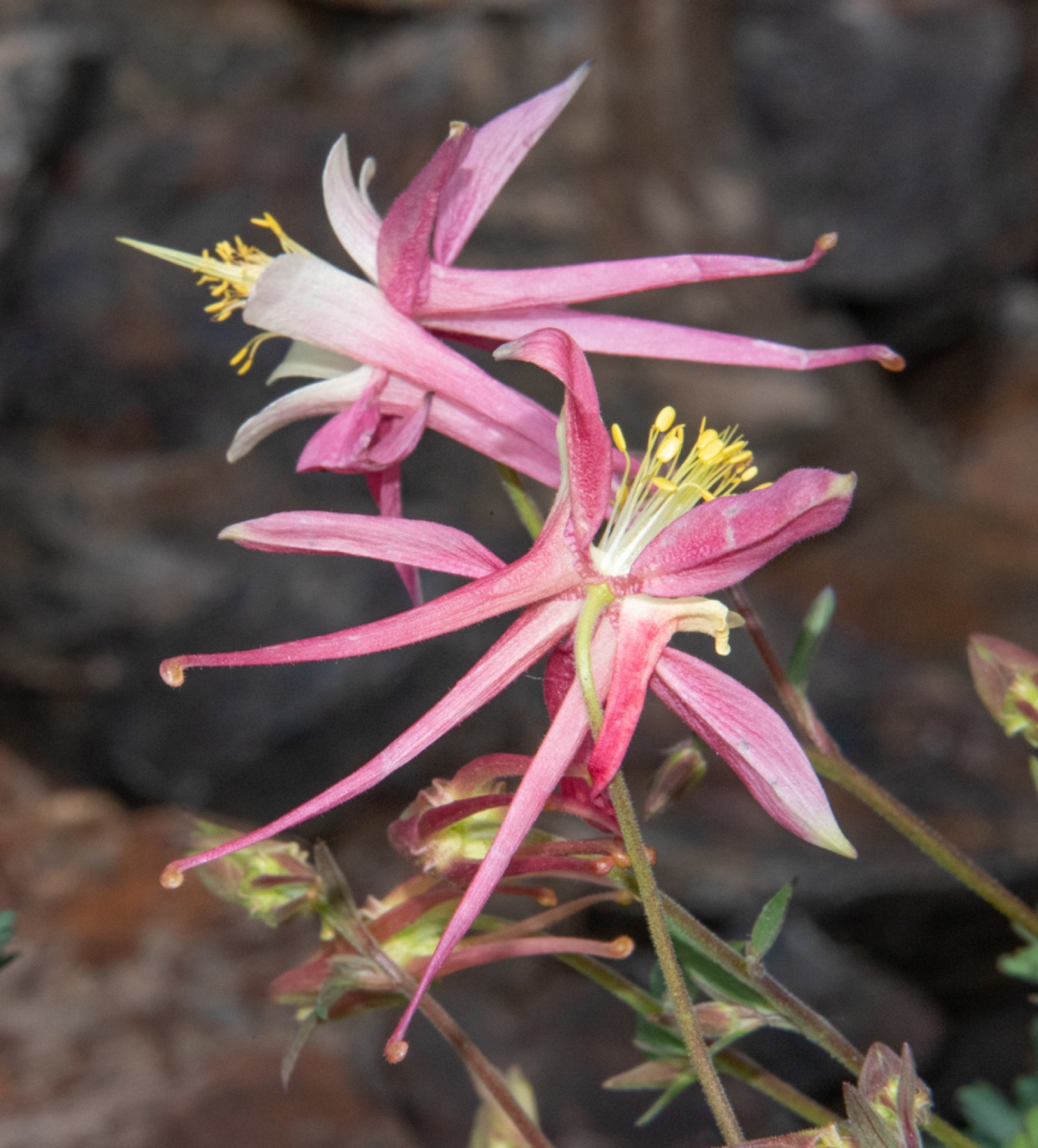 Sierra Columbine — photo 9