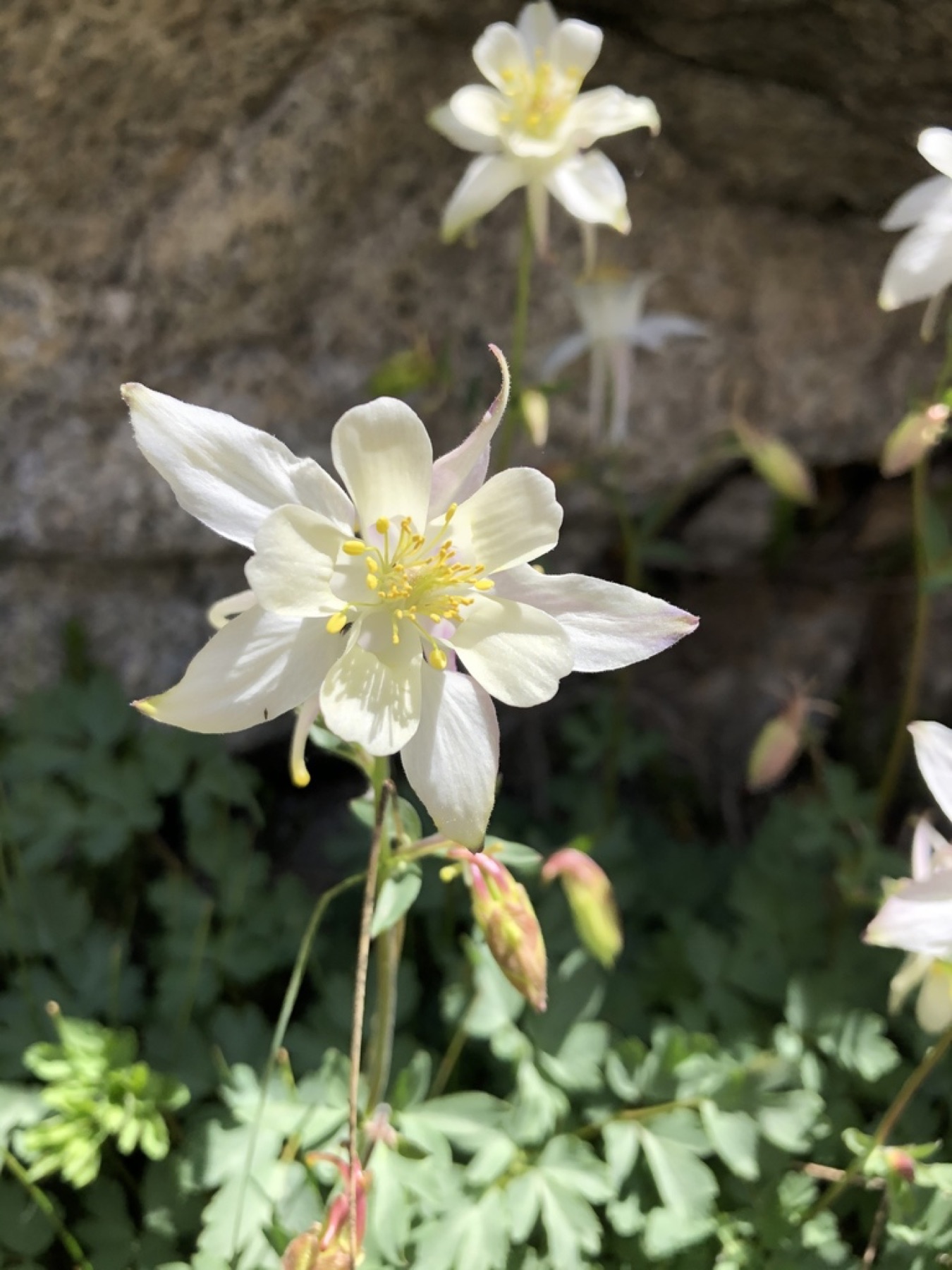 Sierra Columbine — photo 10