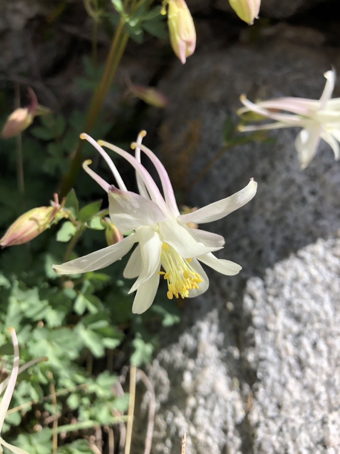 Sierra Columbine — photo 11