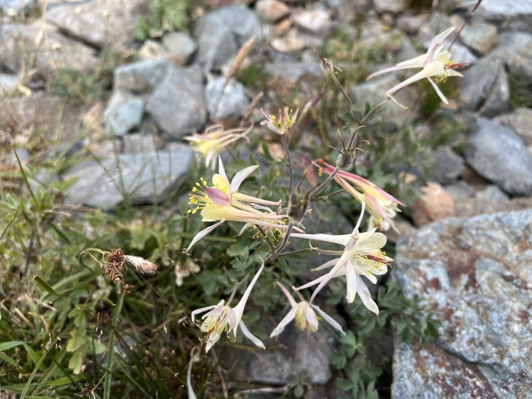 Sierra Columbine — photo 12