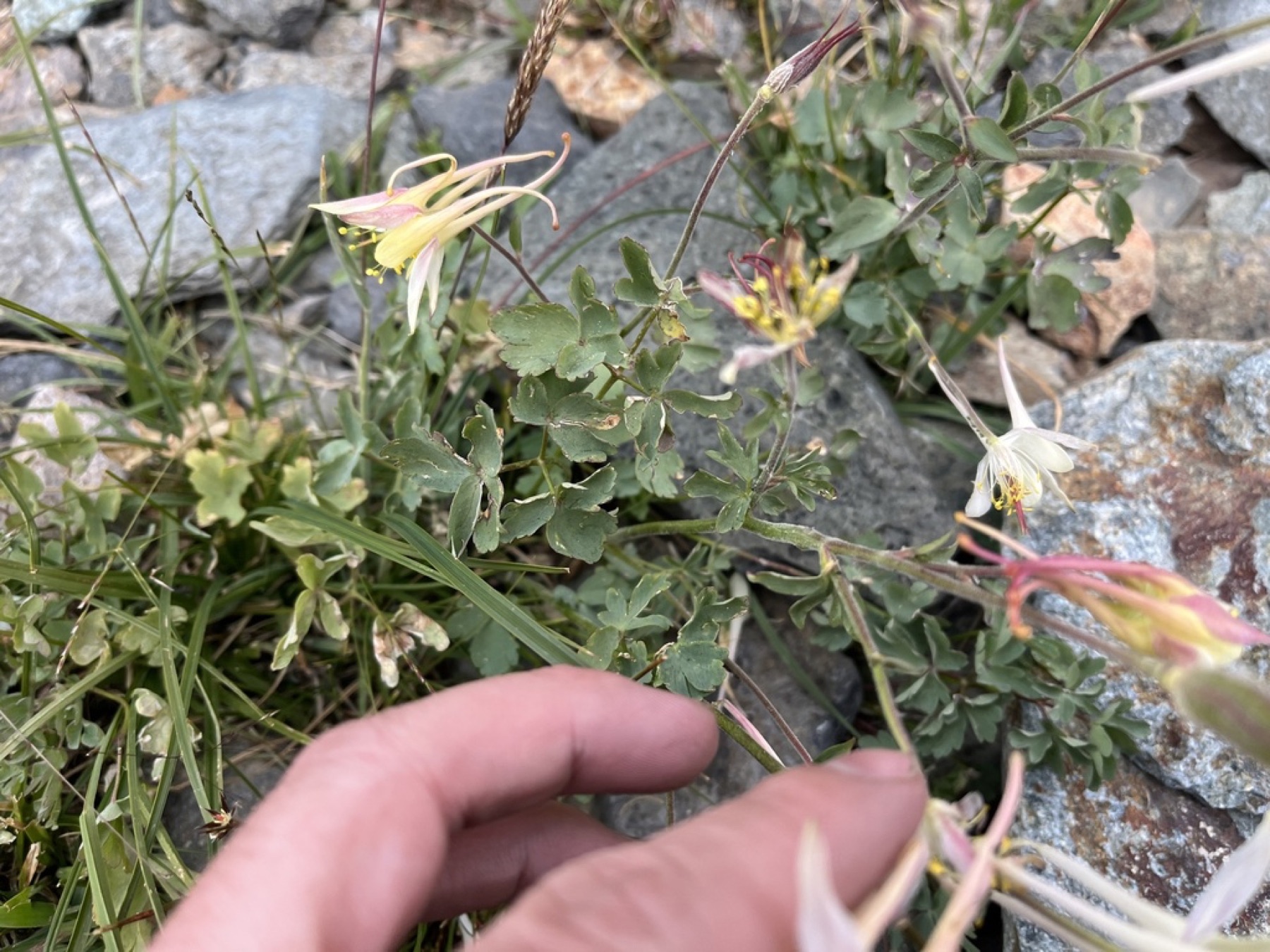 Sierra Columbine — photo 13