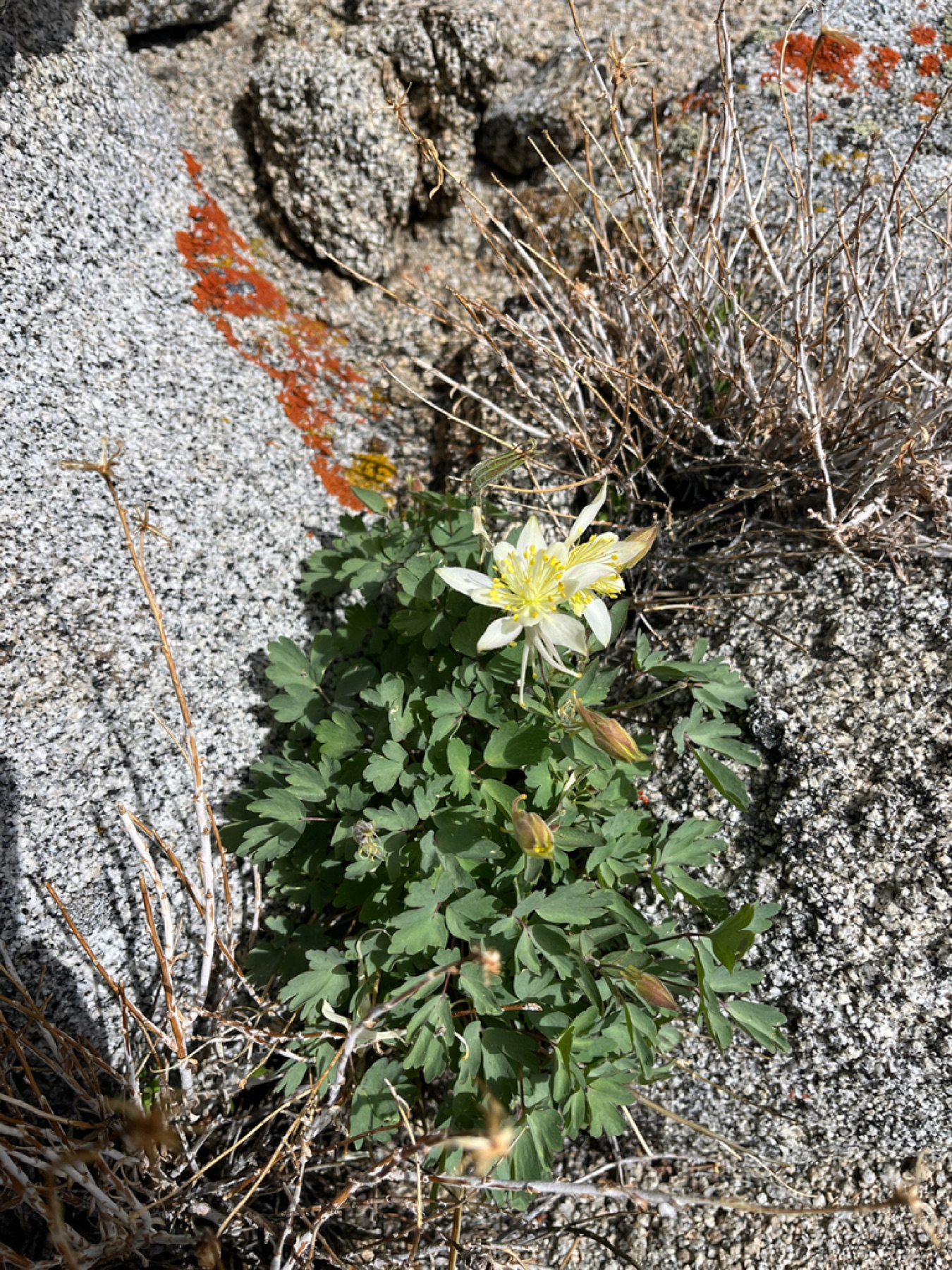 Sierra Columbine — photo 14