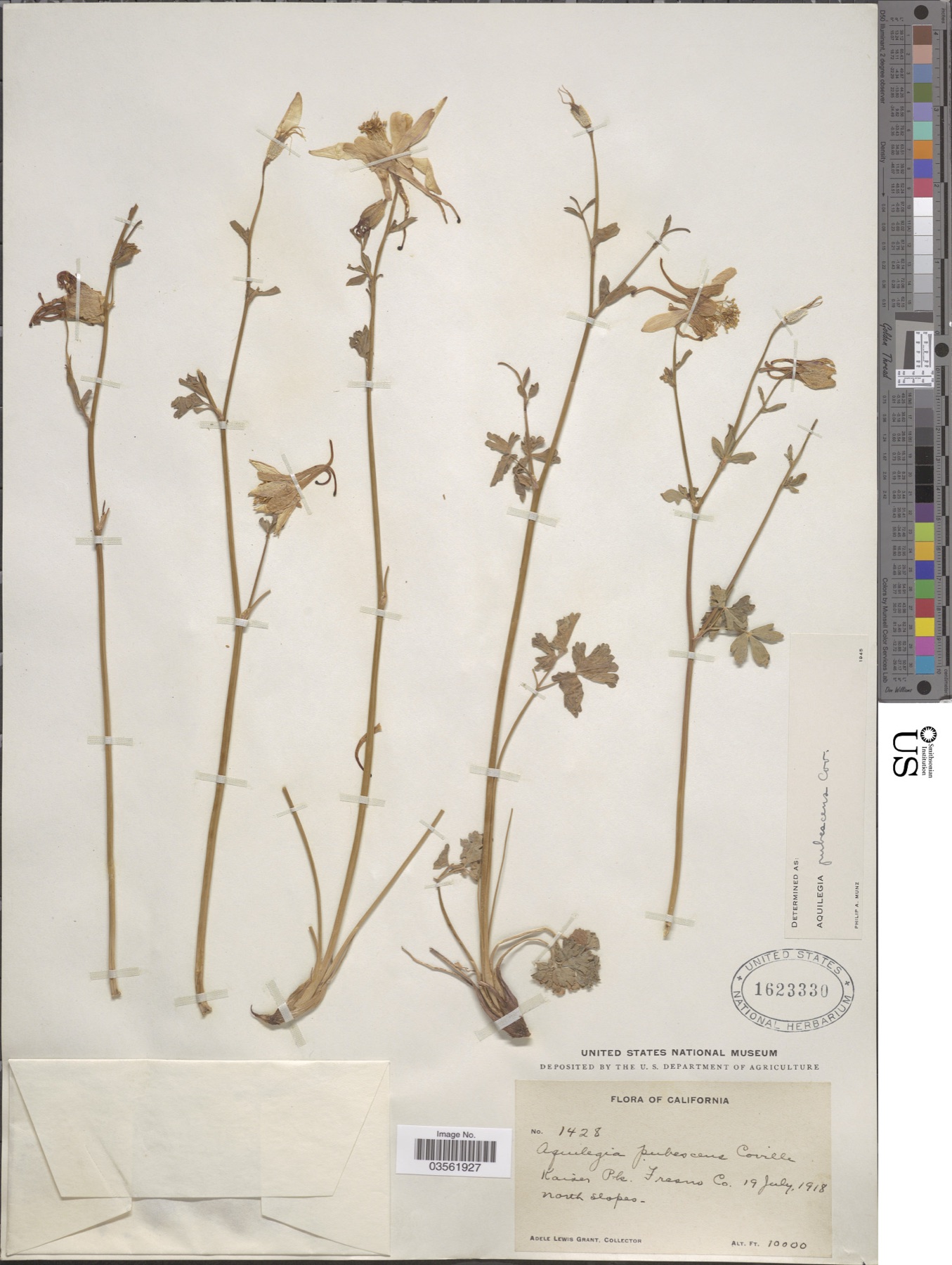 Sierra Columbine — photo 15