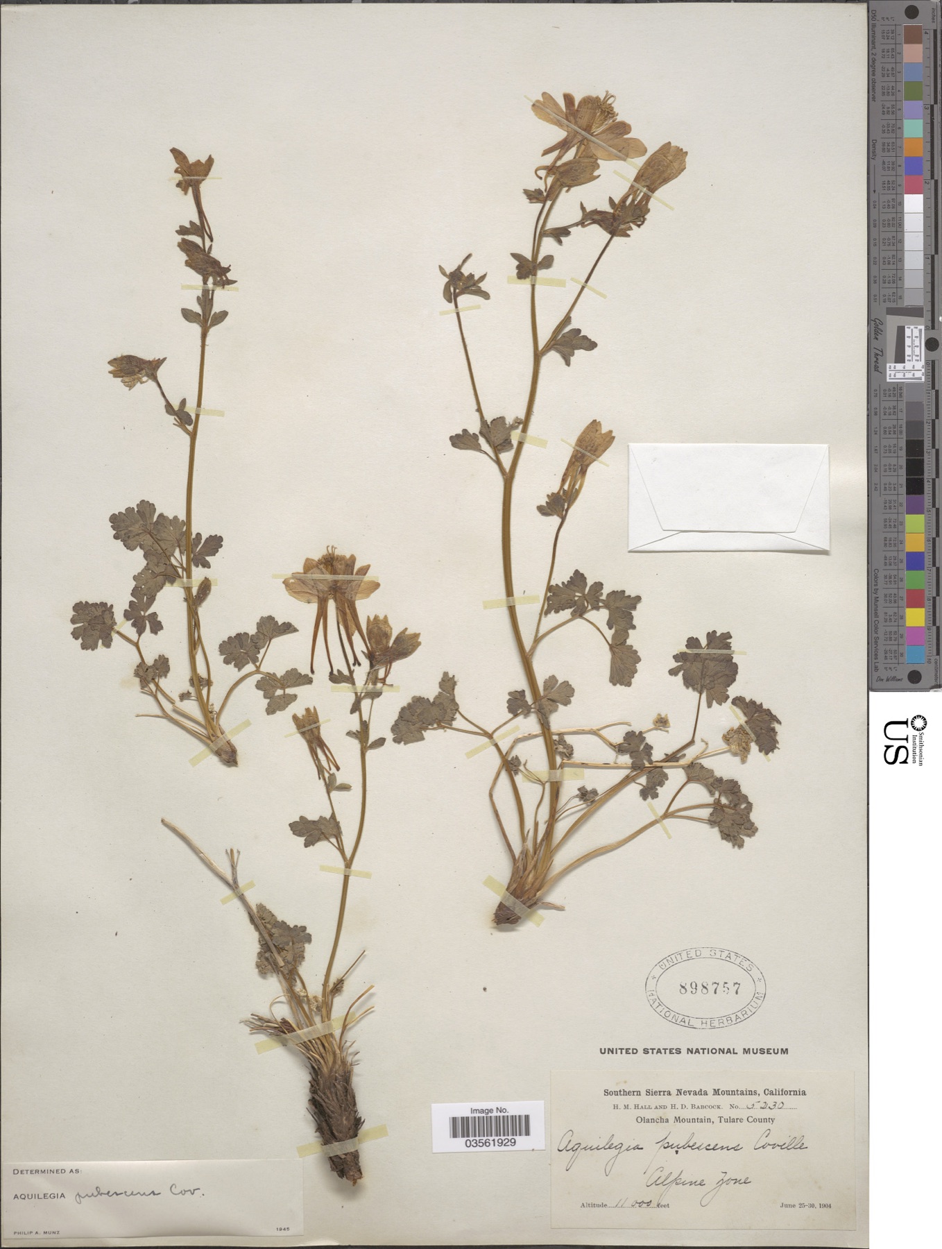 Sierra Columbine — photo 16