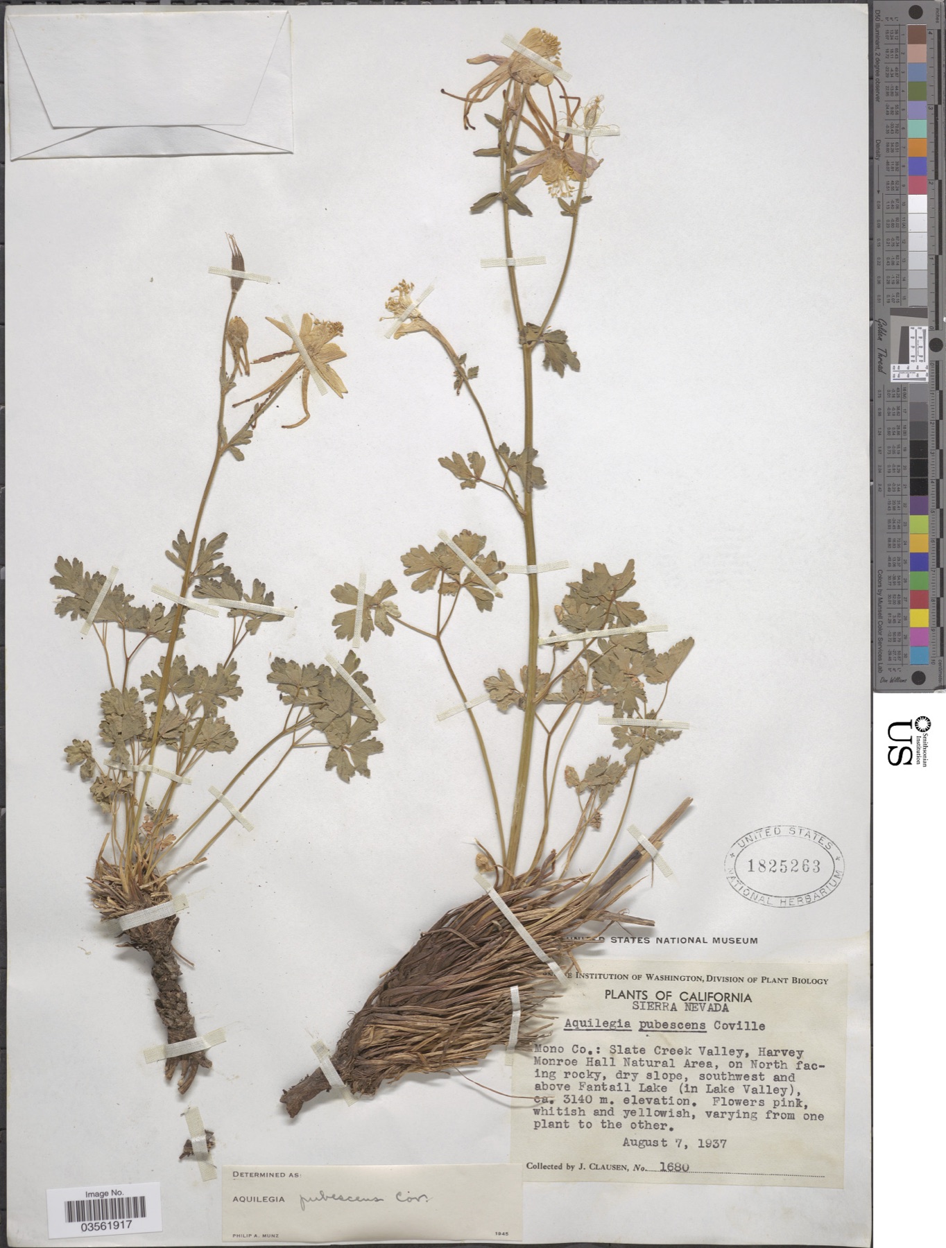 Sierra Columbine — photo 17