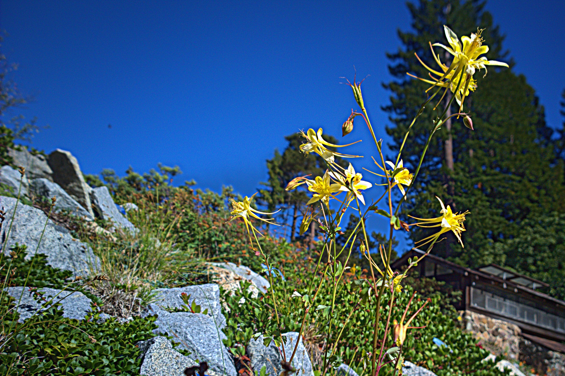 Sierra Columbine — photo 19