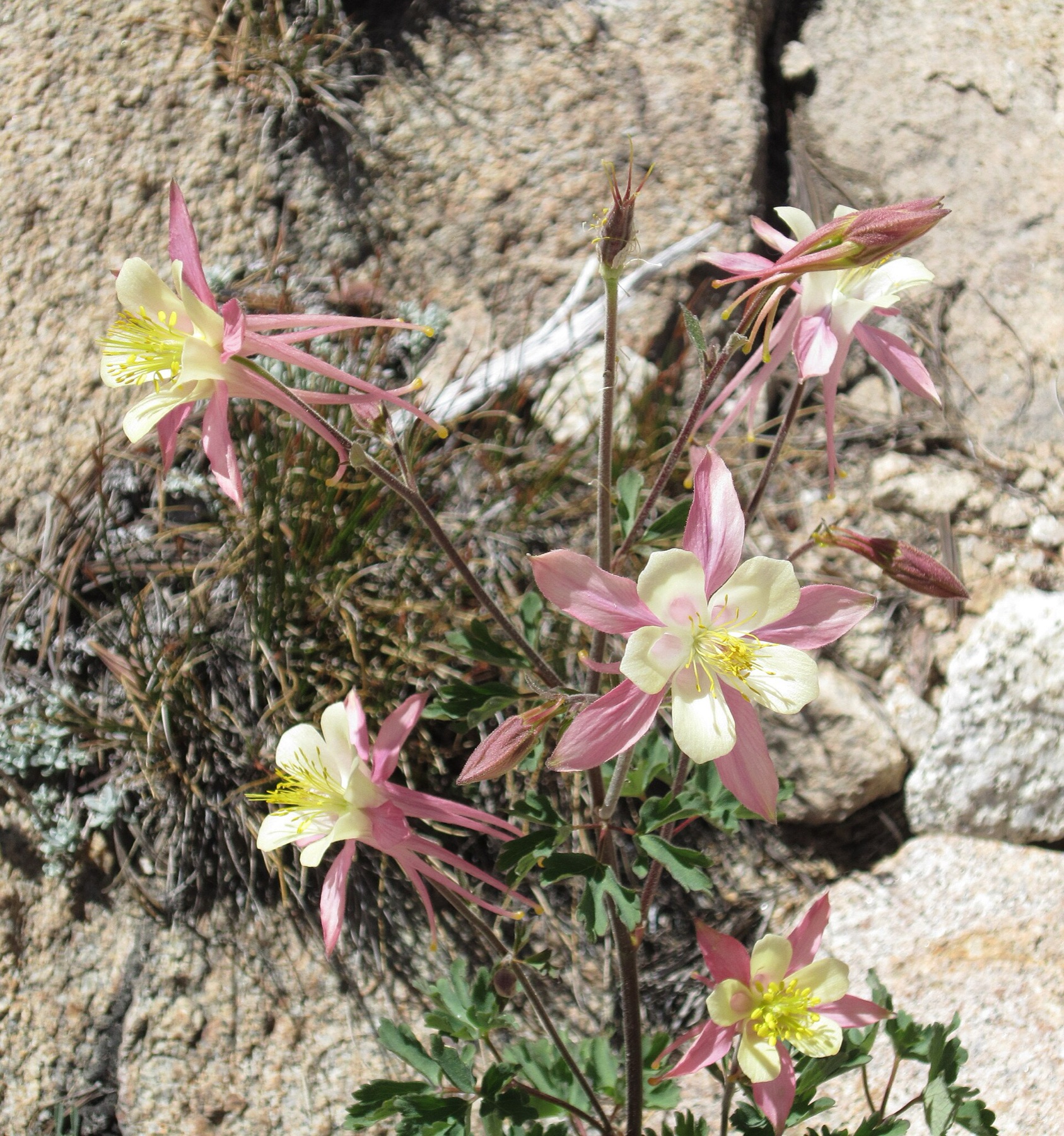 Sierra Columbine — photo 20