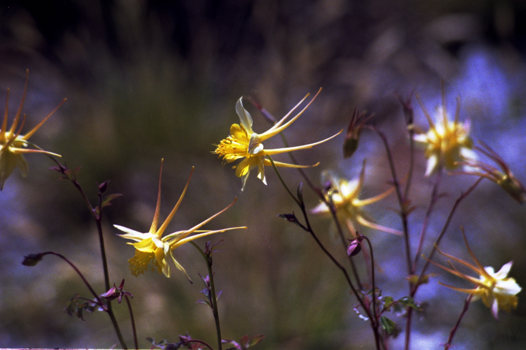 Sierra Columbine — photo 21