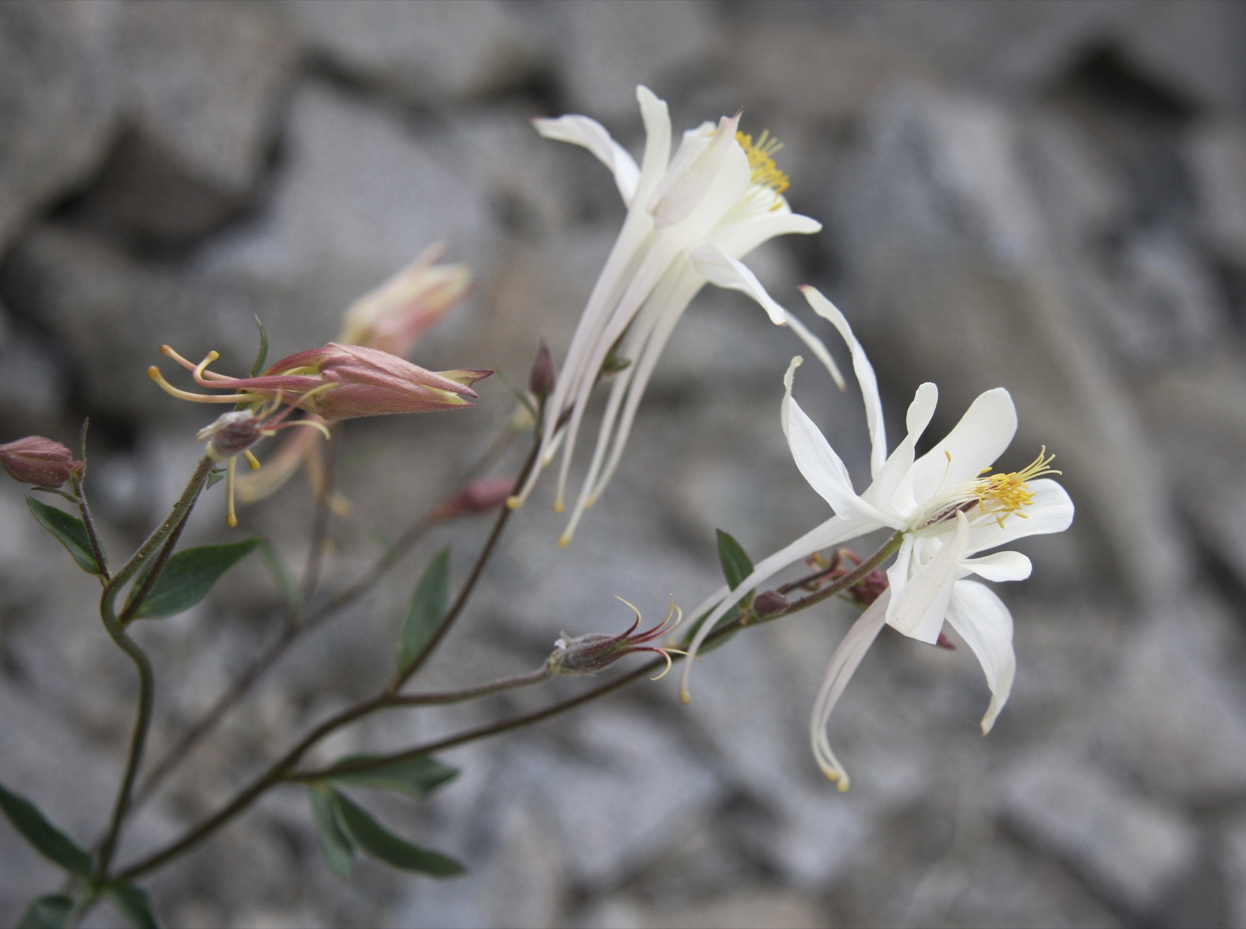 Sierra Columbine — photo 23