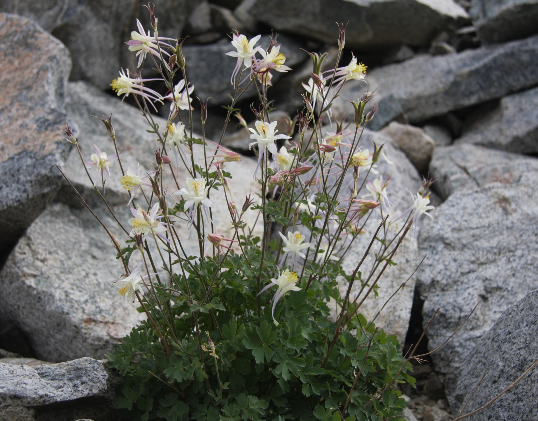 Sierra Columbine — photo 24