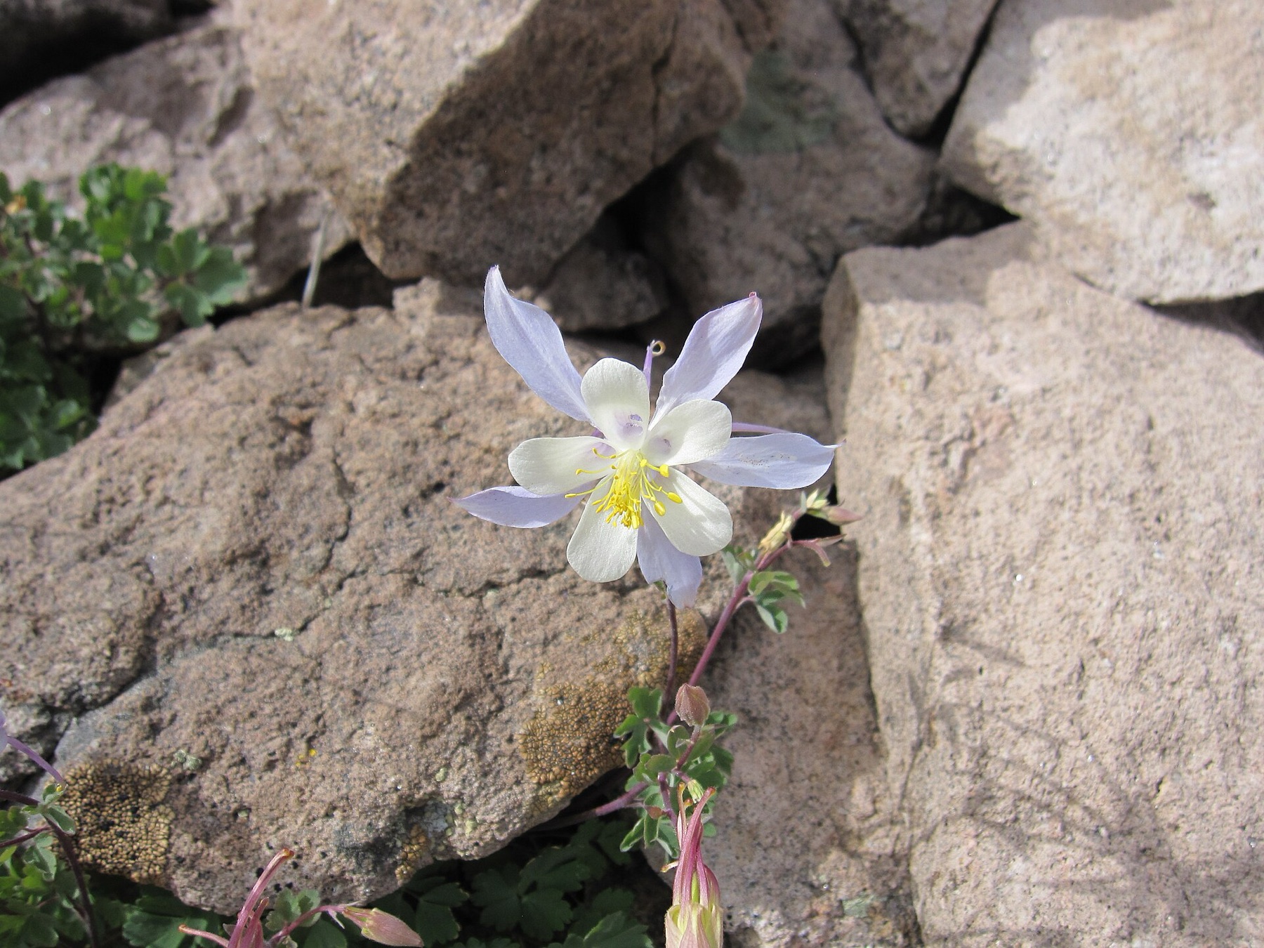 Sierra Columbine
