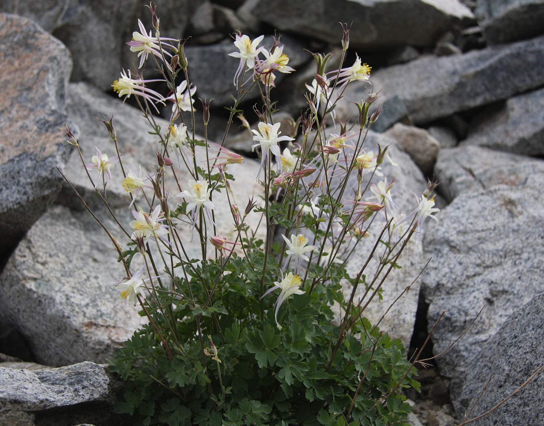 Sierra Columbine — photo 2