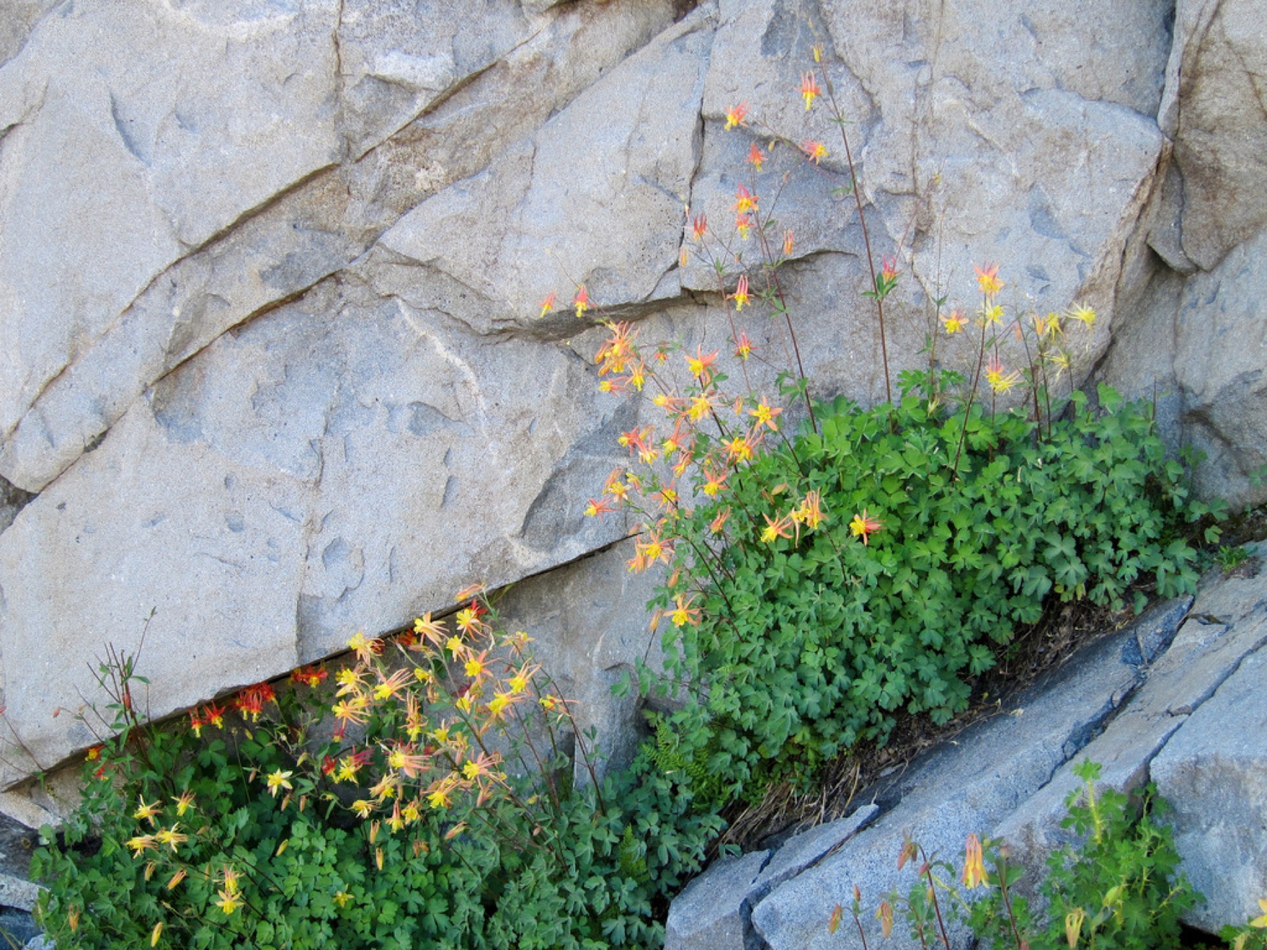 Sierra Columbine — photo 3