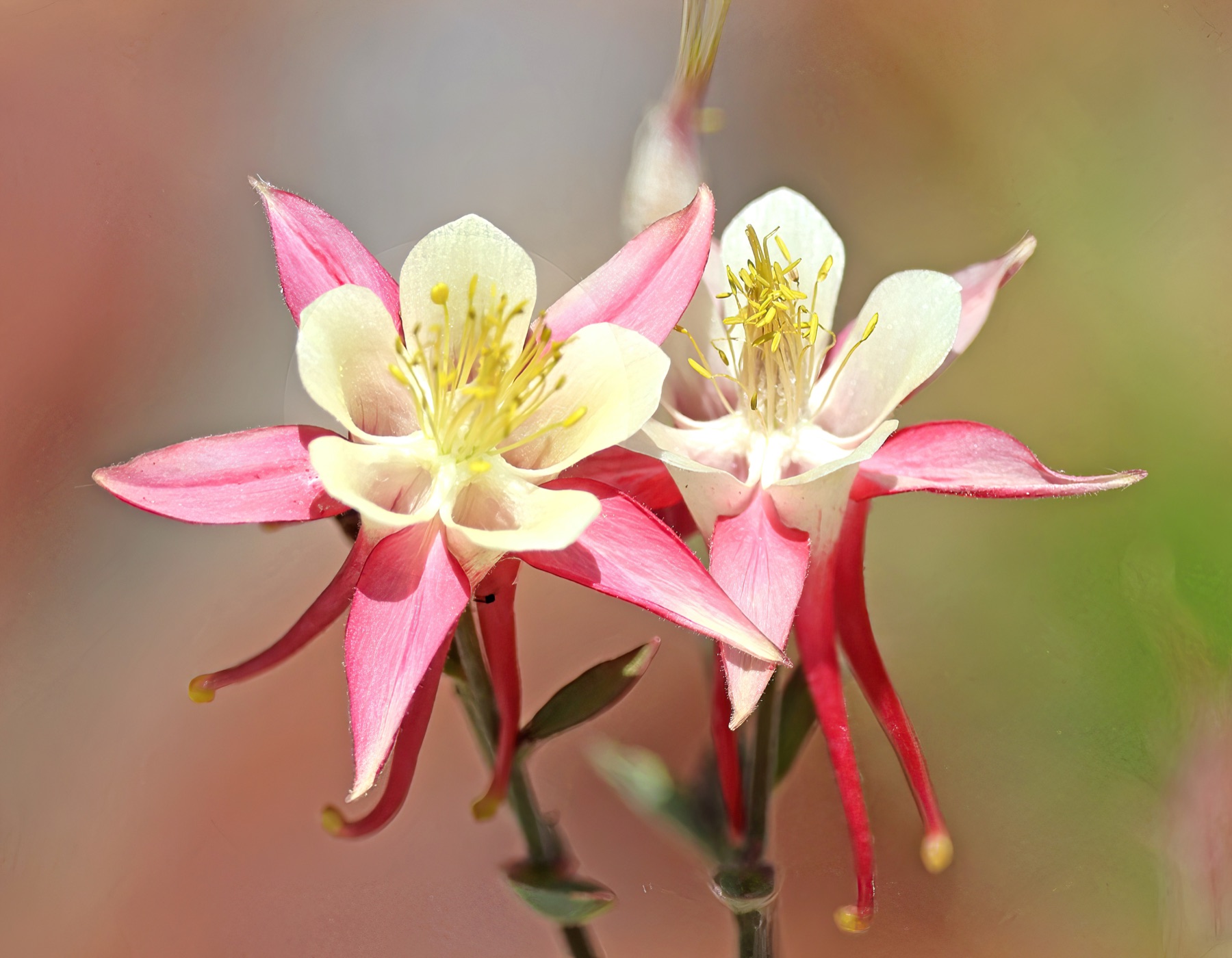 Sierra Columbine — photo 4